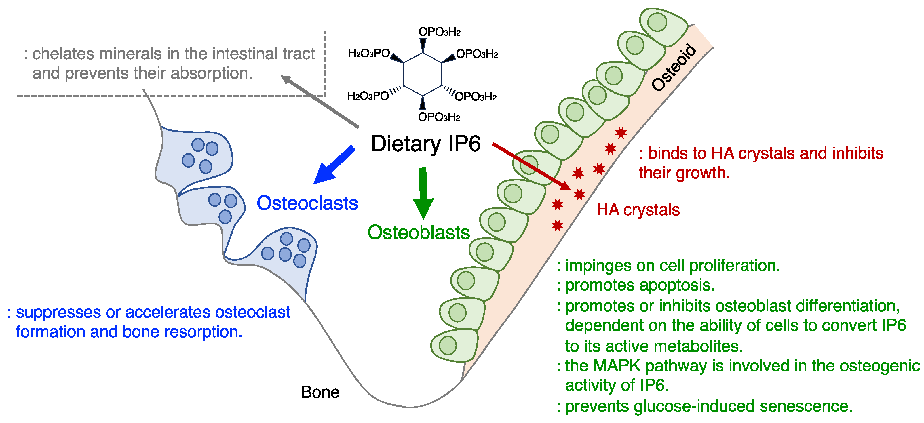 Inositol Hexaphosphate in Bone Health and Disease