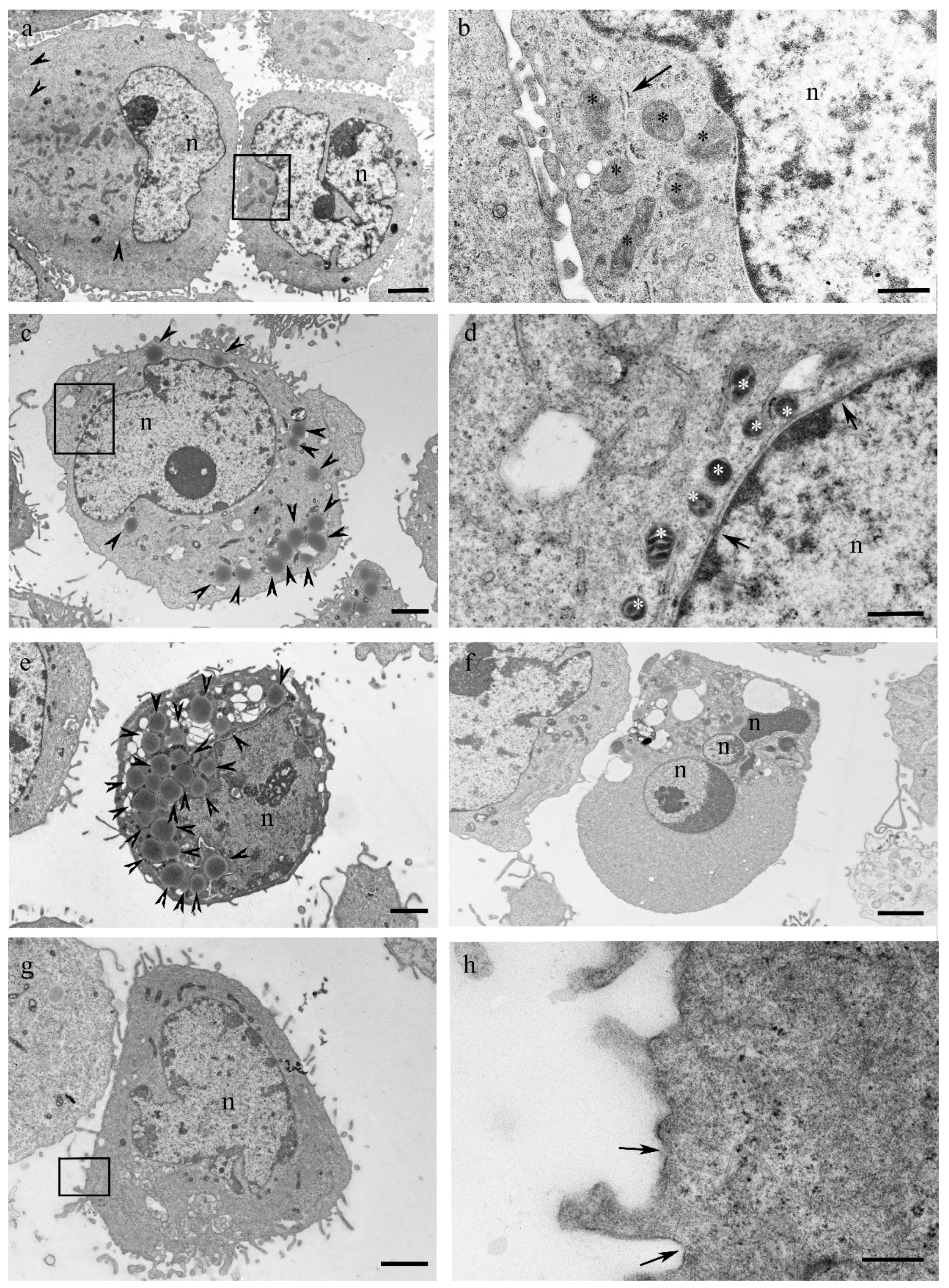 Biomolecules 14 01075 g004