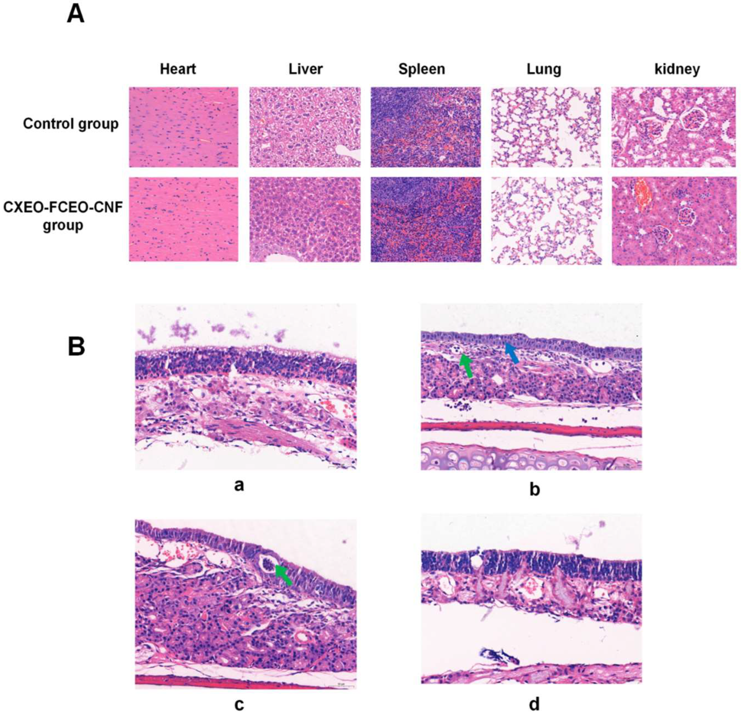 Biomolecules 14 01102 g011