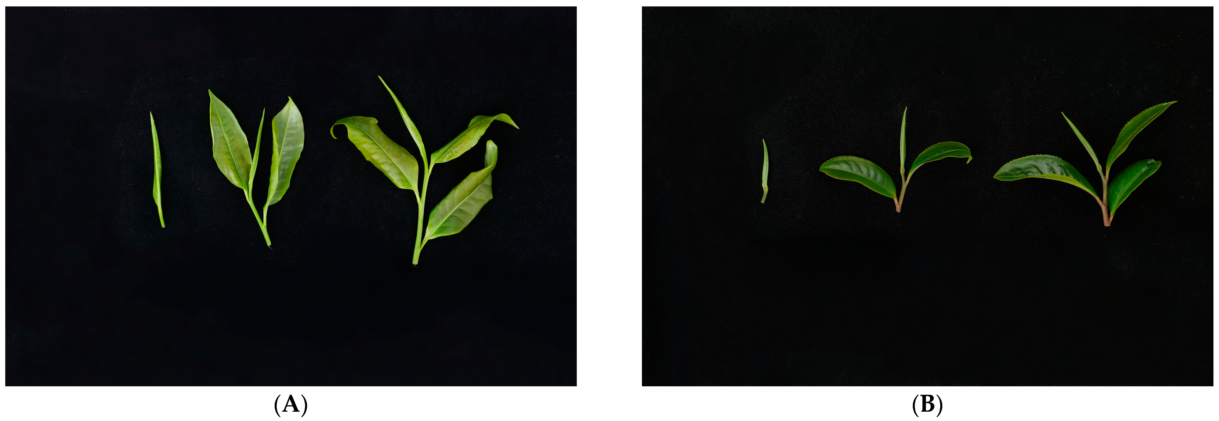 Biomolecules 14 01106 g001