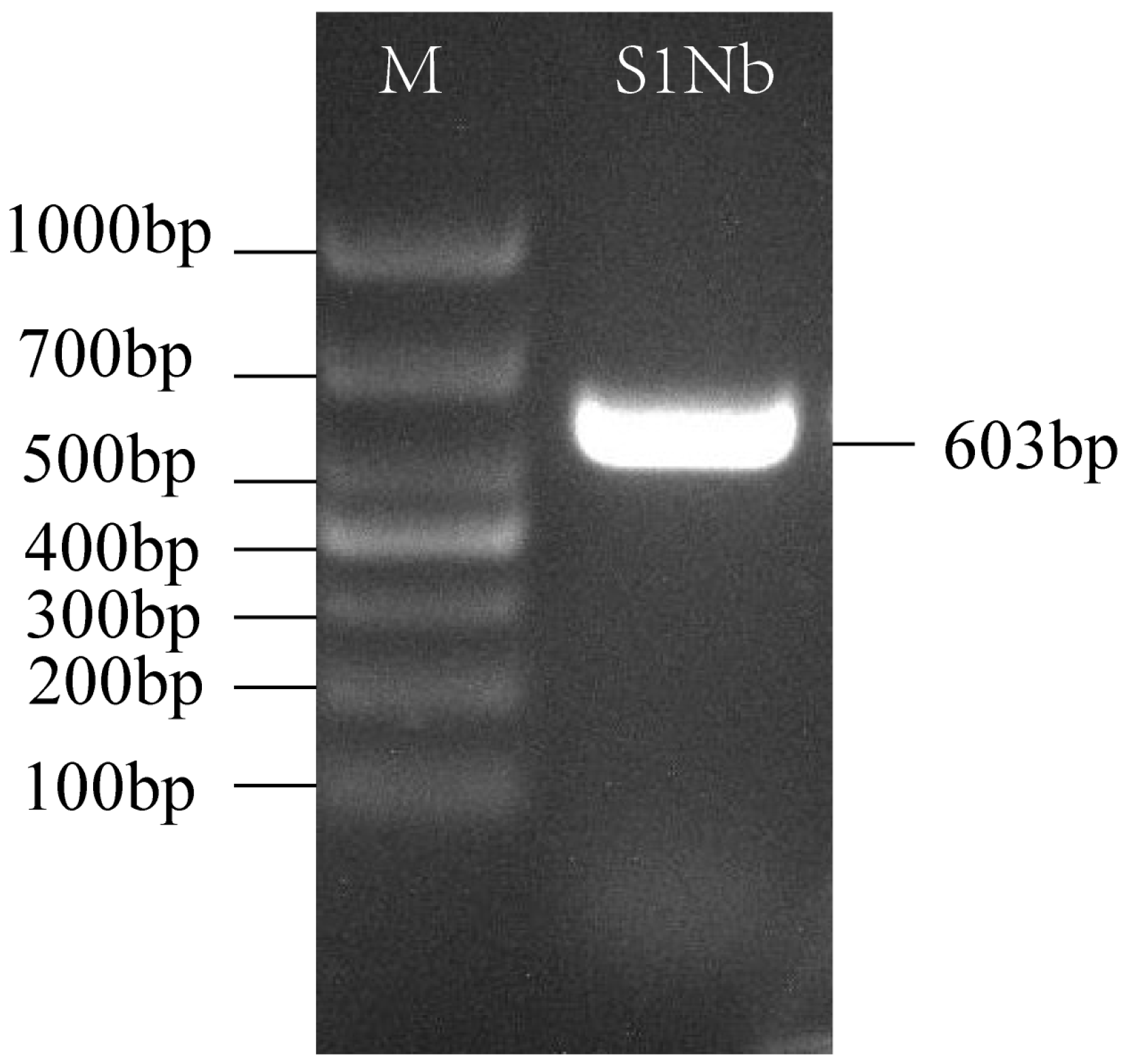 Biomolecules 14 01116 g004