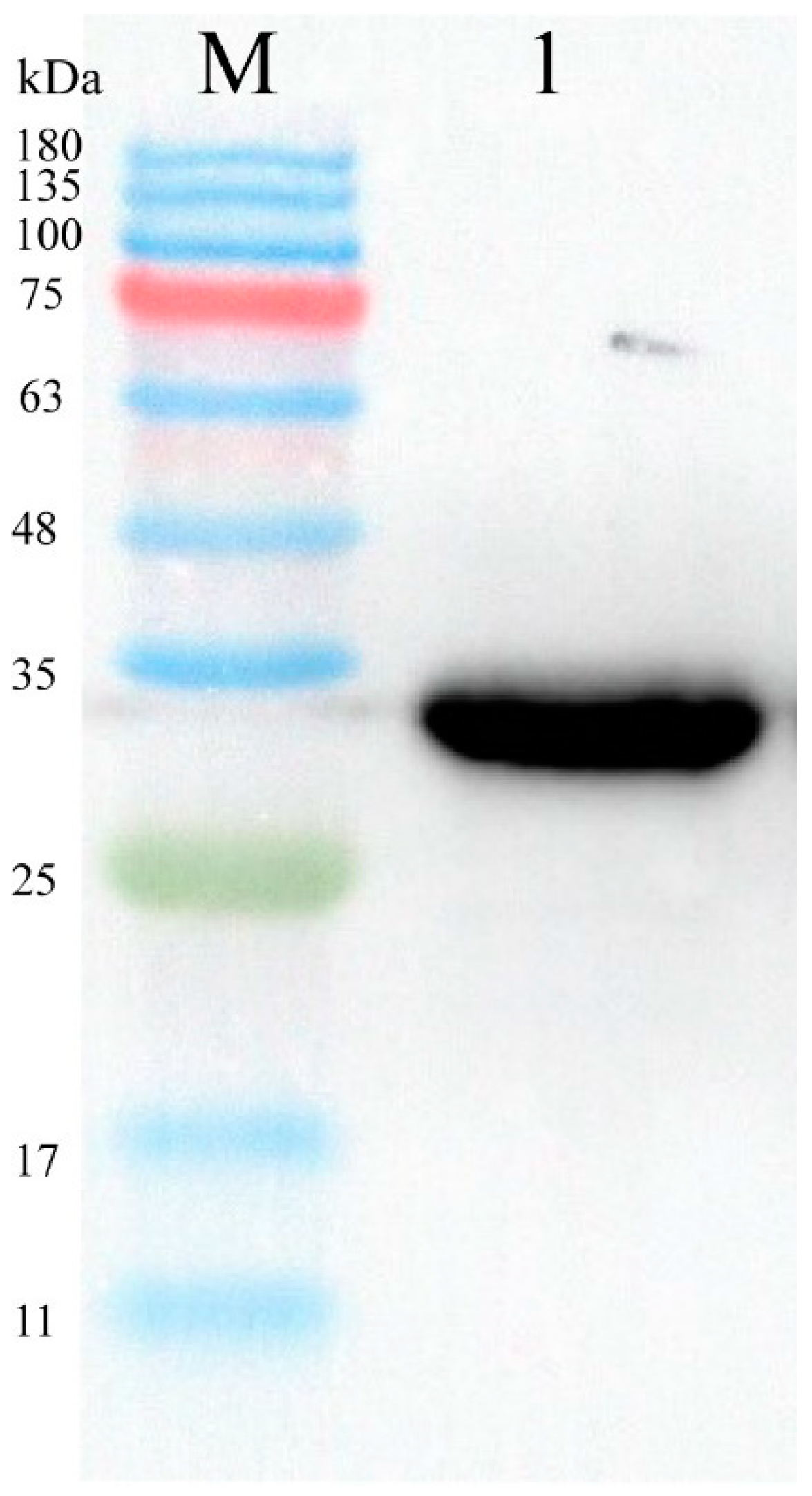 Biomolecules 14 01116 g006