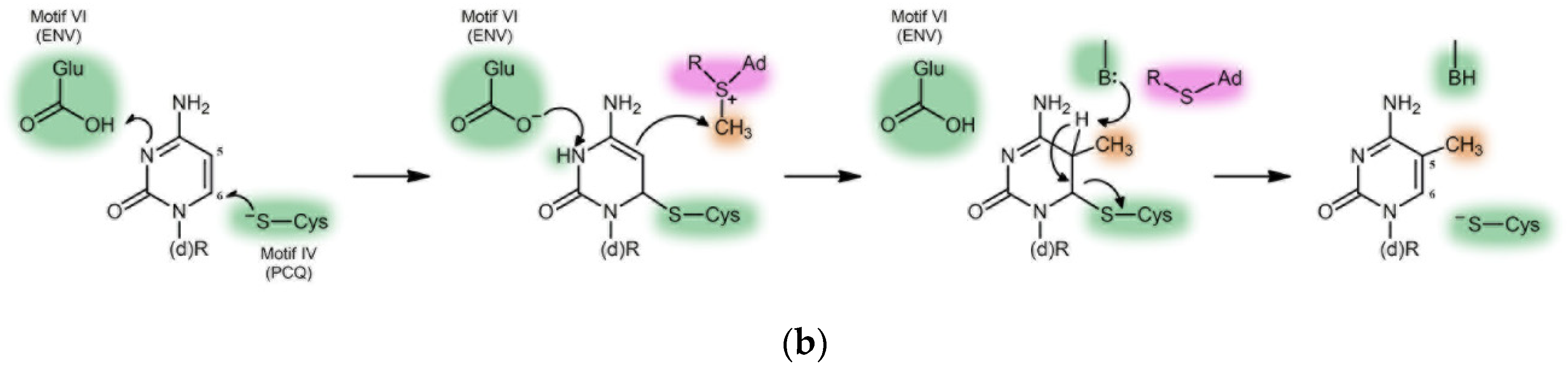 Biomolecules 14 01117 g001b Biomolecules 14 01117 g001b