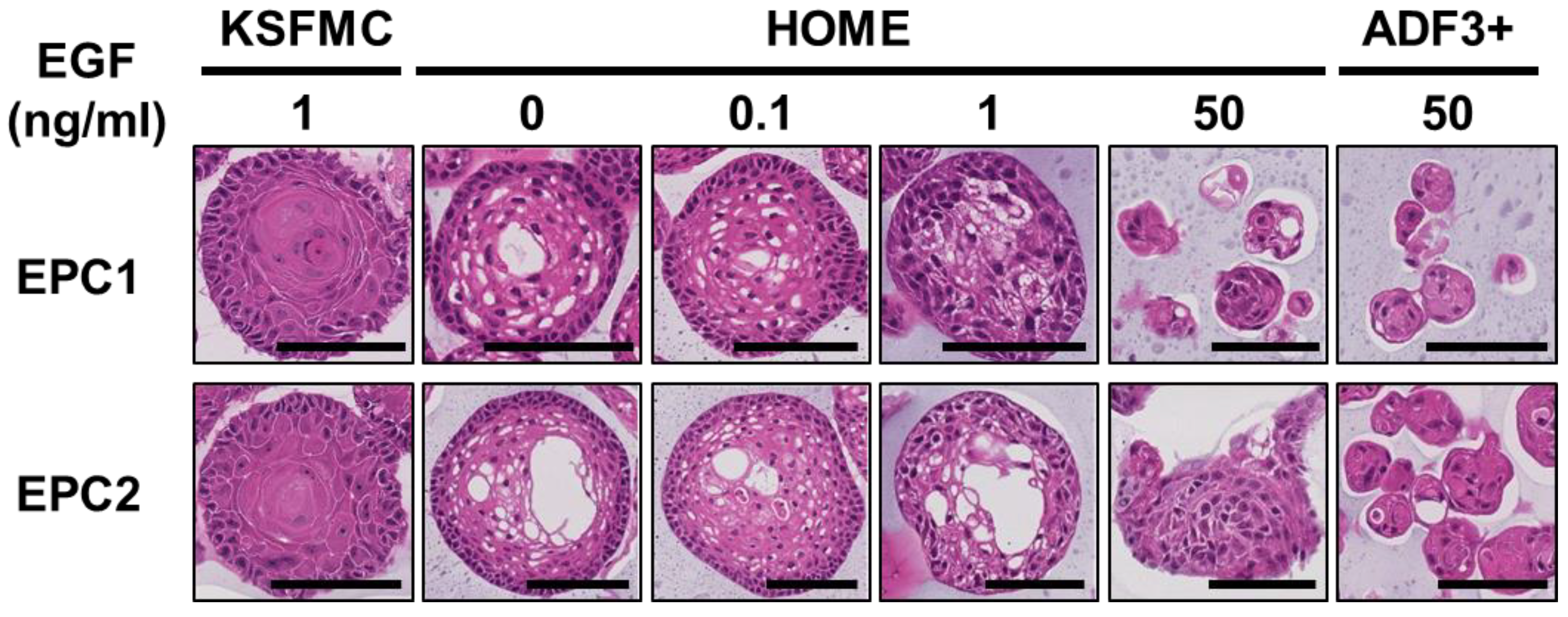 Biomolecules 14 01126 g002 Biomolecules 14 01126 g002