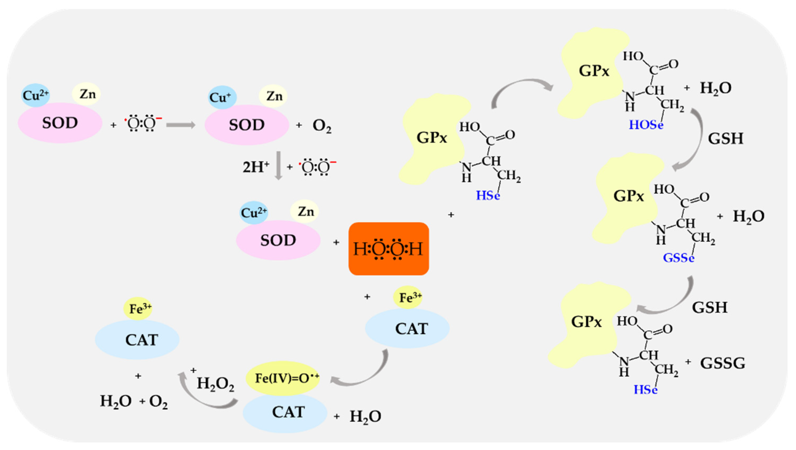 Biomolecules 14 01130 g004