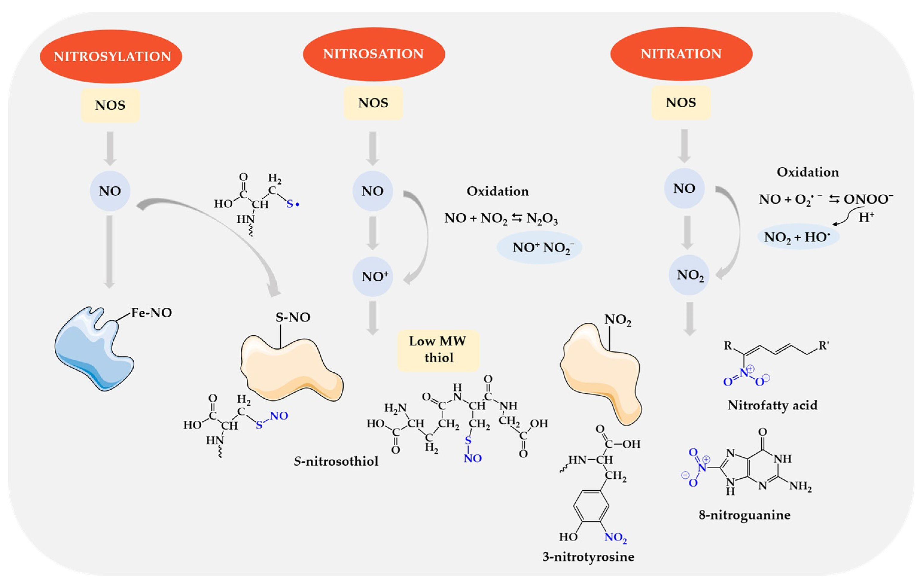 Biomolecules 14 01130 g006