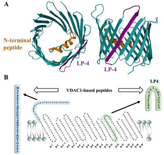 VDAC1-Based Peptides as Potential Modulators of VDAC1