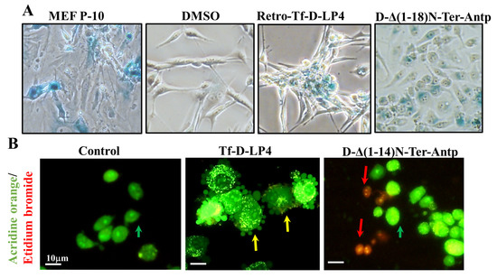 VDAC1-Based Peptides as Potential Modulators of VDAC1