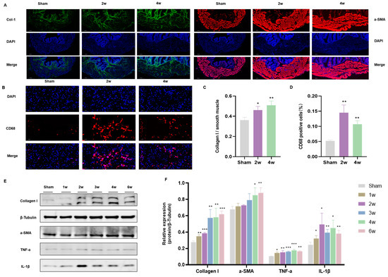 Yoshima A New Rat Model of Sacral Cord Injury Producing a Neurogenic
