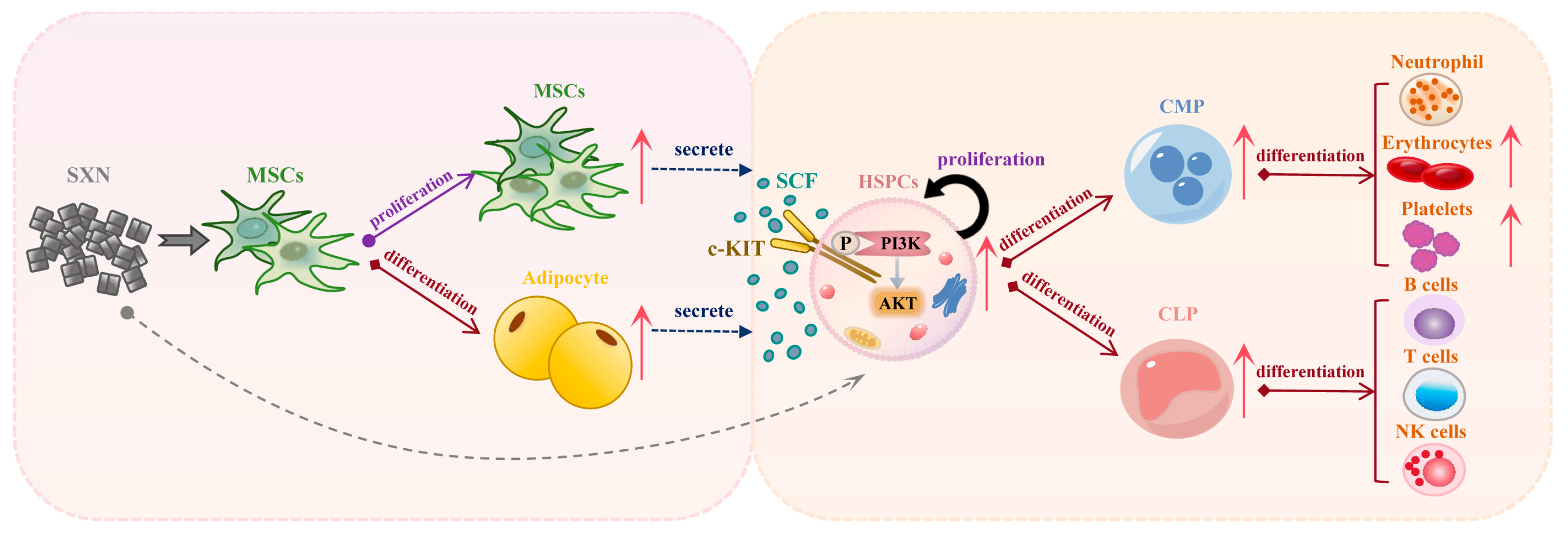 Biomolecules 14 01147 g008 Biomolecules 14 01147 g008