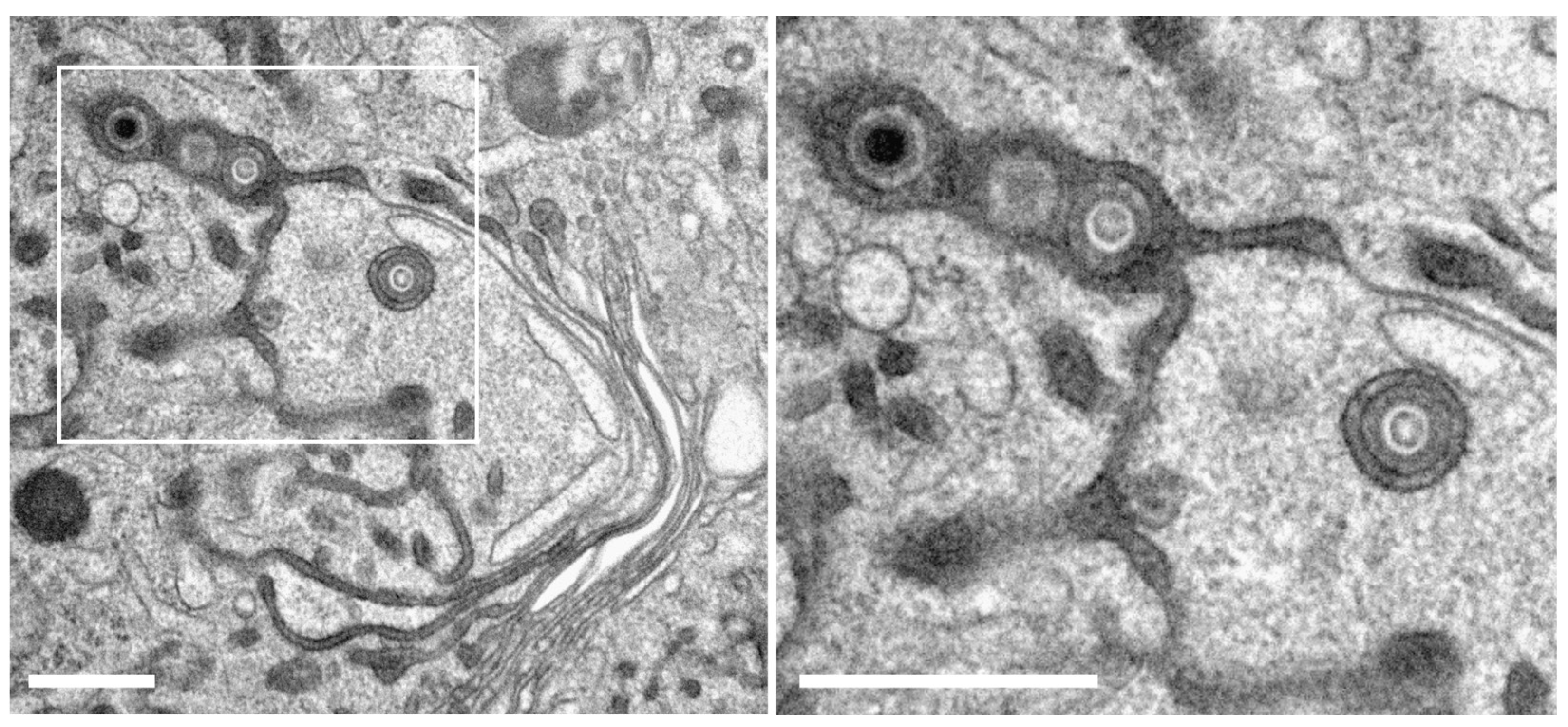 Biomolecules 14 01149 g009 Biomolecules 14 01149 g009