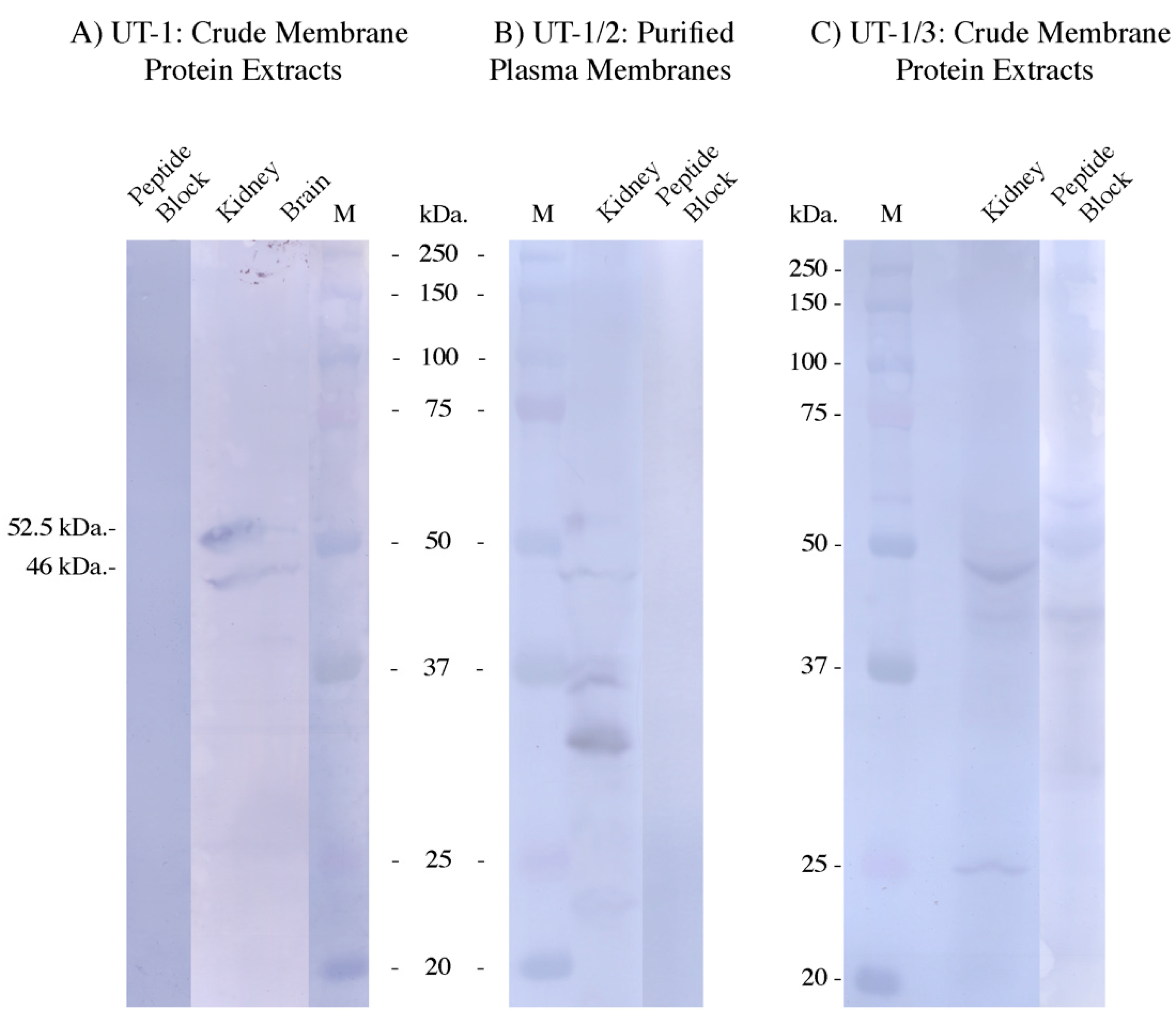 Biomolecules 14 01151 g004