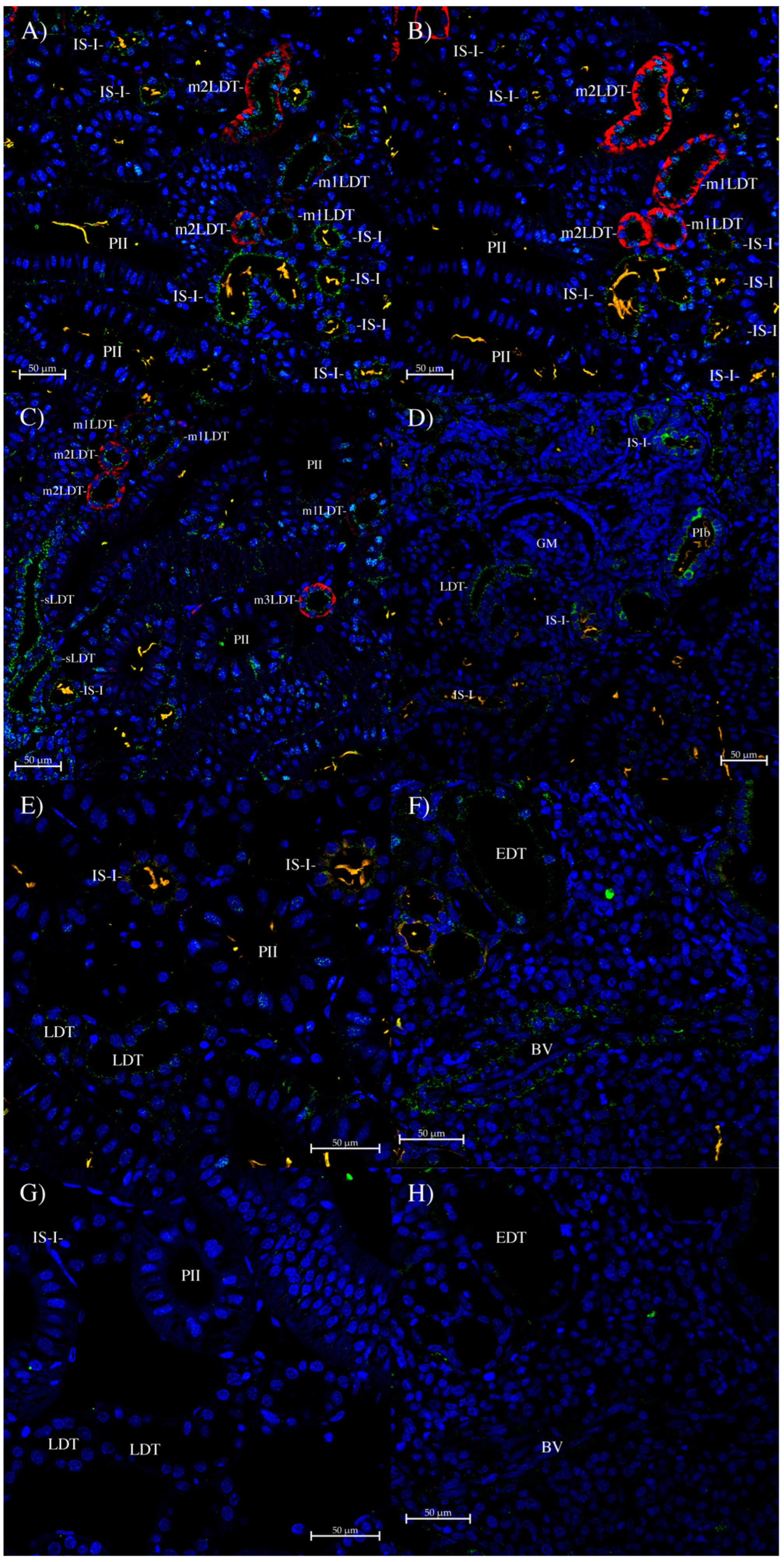 Biomolecules 14 01151 g008