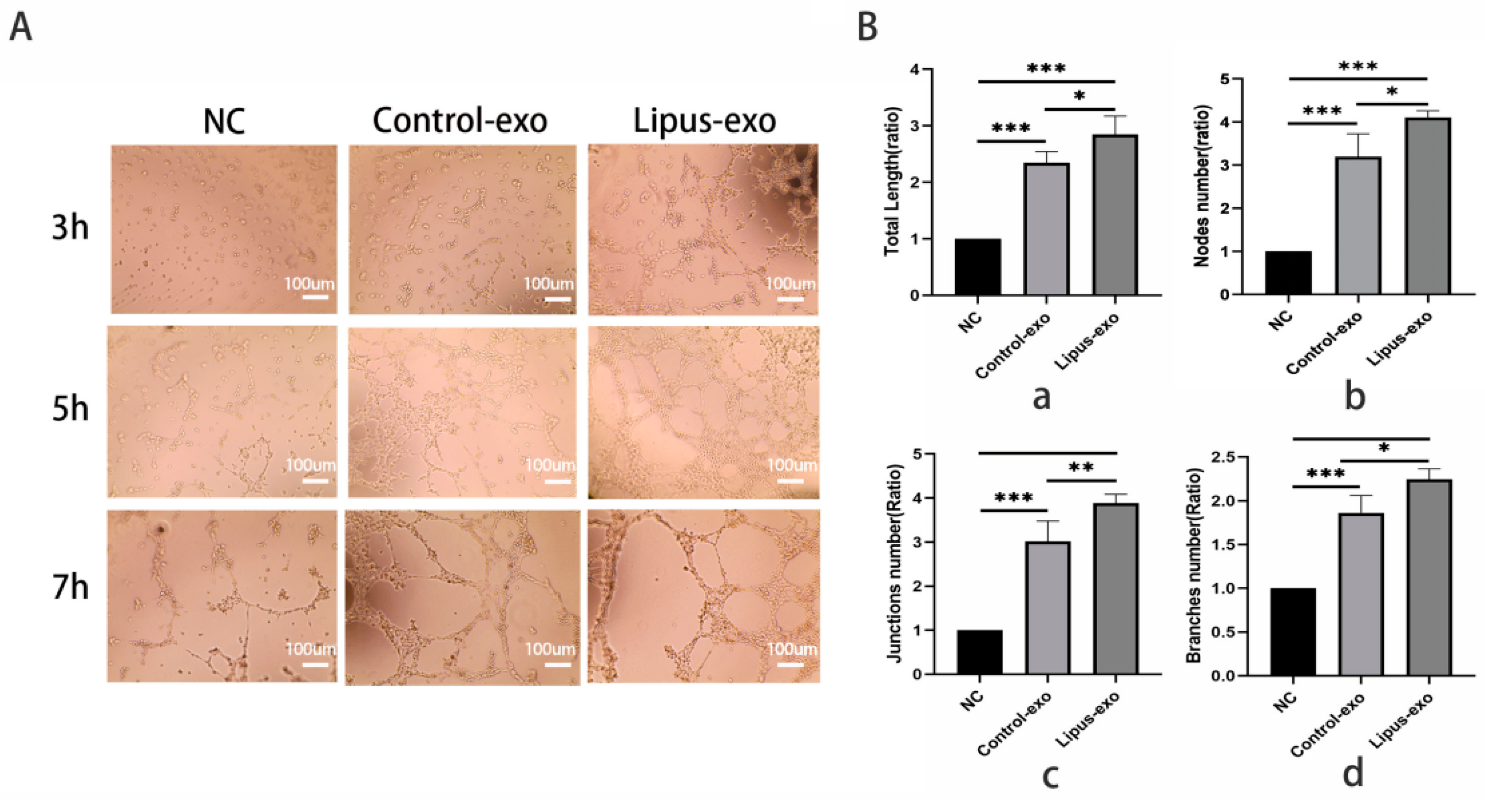 Biomolecules 14 01154 g004