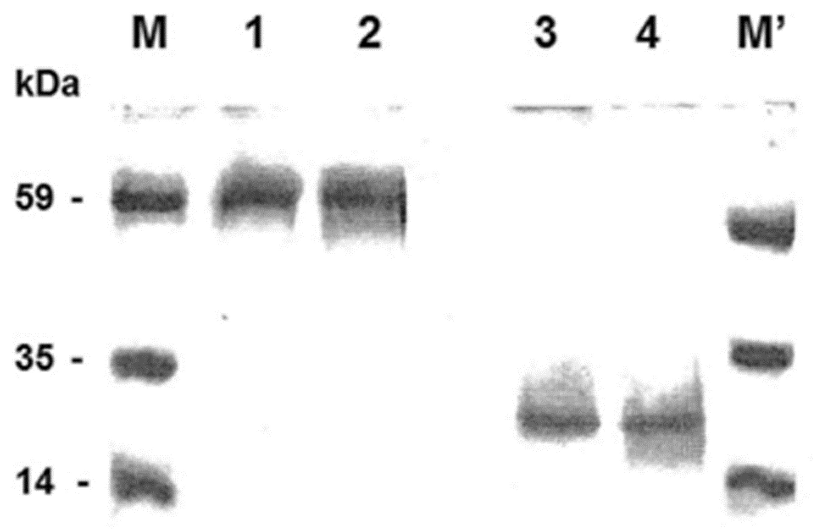 Biomolecules 14 01158 g001 Biomolecules 14 01158 g001