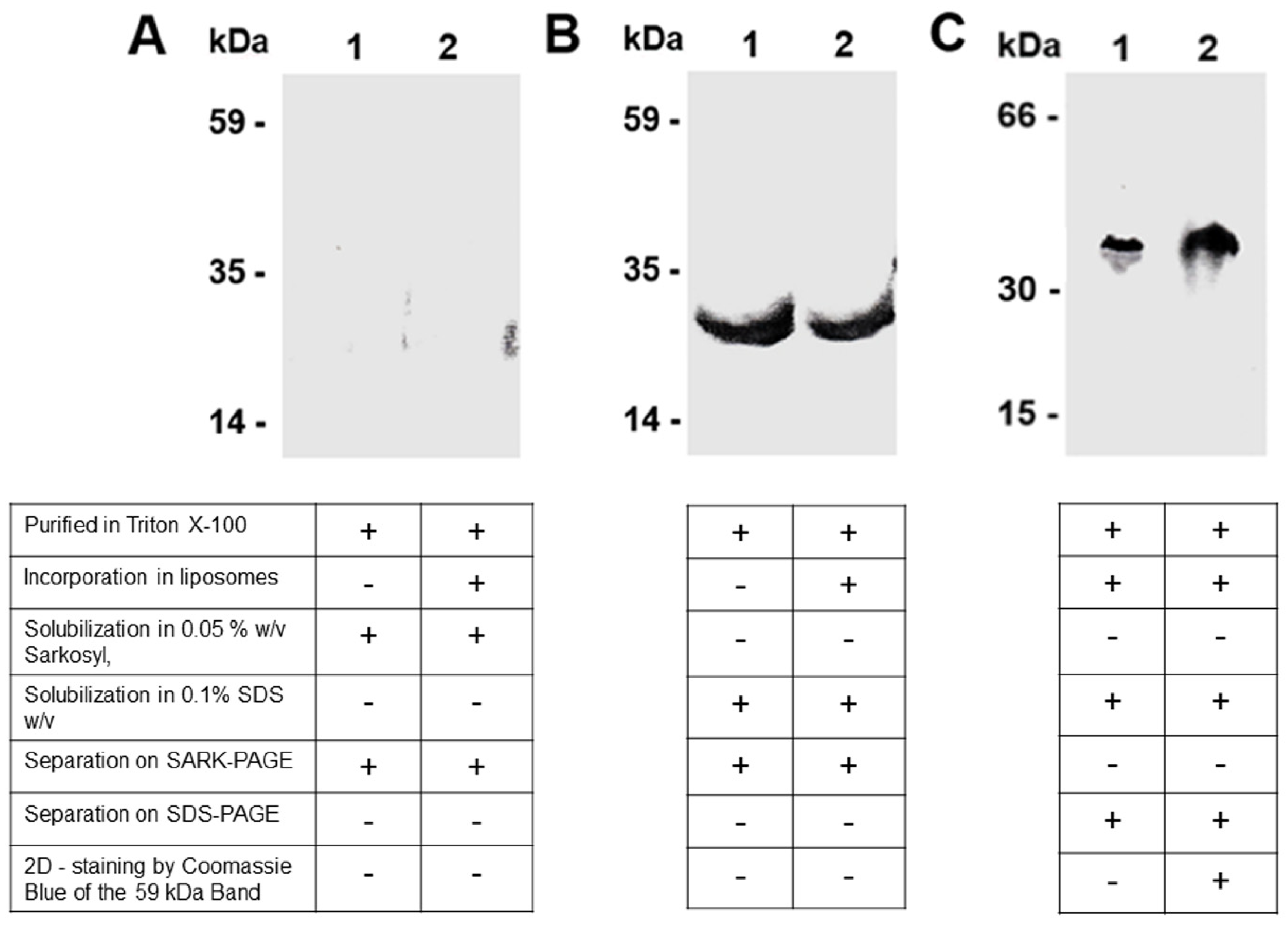 Biomolecules 14 01158 g002 Biomolecules 14 01158 g002