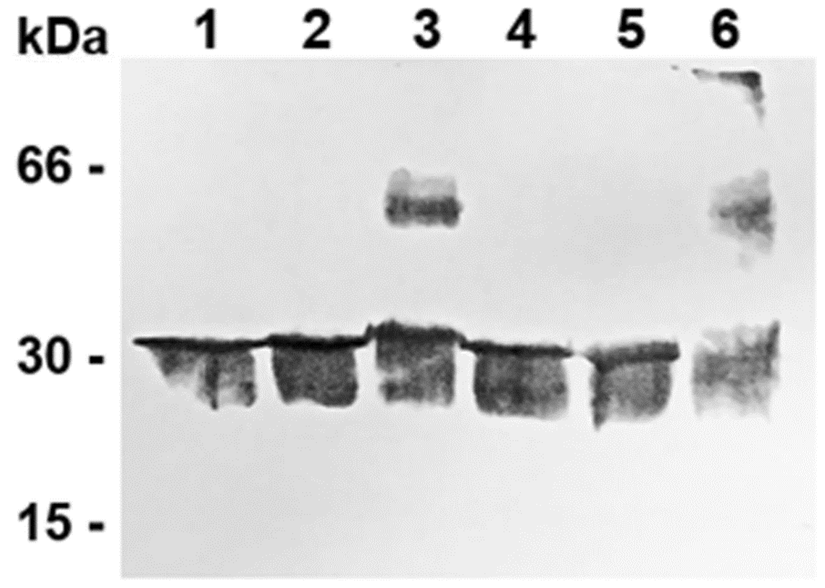 Biomolecules 14 01158 g003 Biomolecules 14 01158 g003