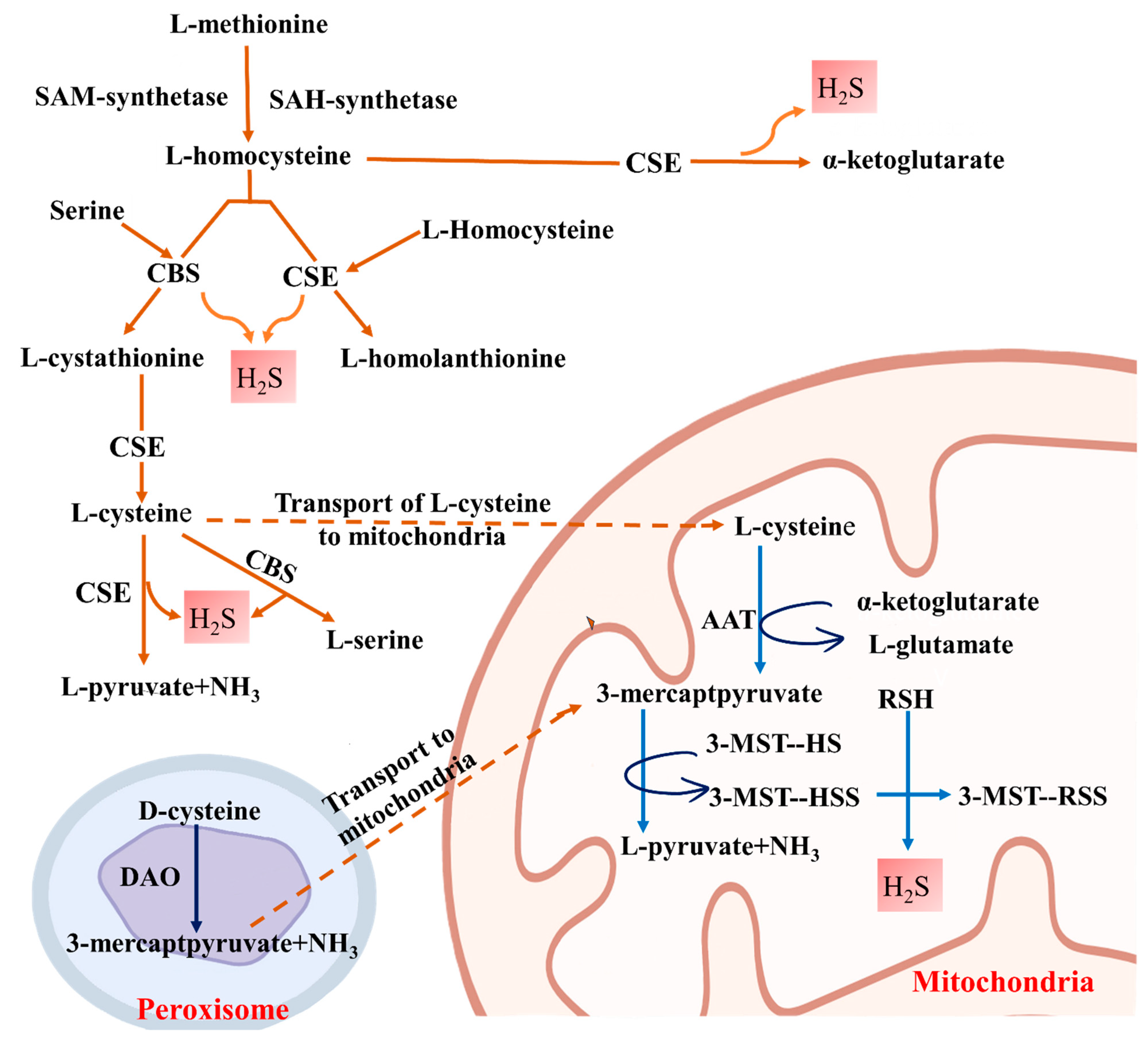 Biomolecules 14 01165 g002 Biomolecules 14 01165 g002