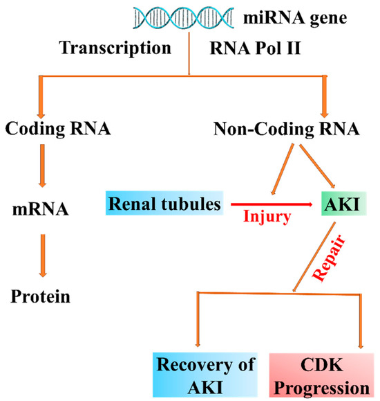 Complex Pathophysiology of Acute Kidney Injury (AKI) in Aging ...