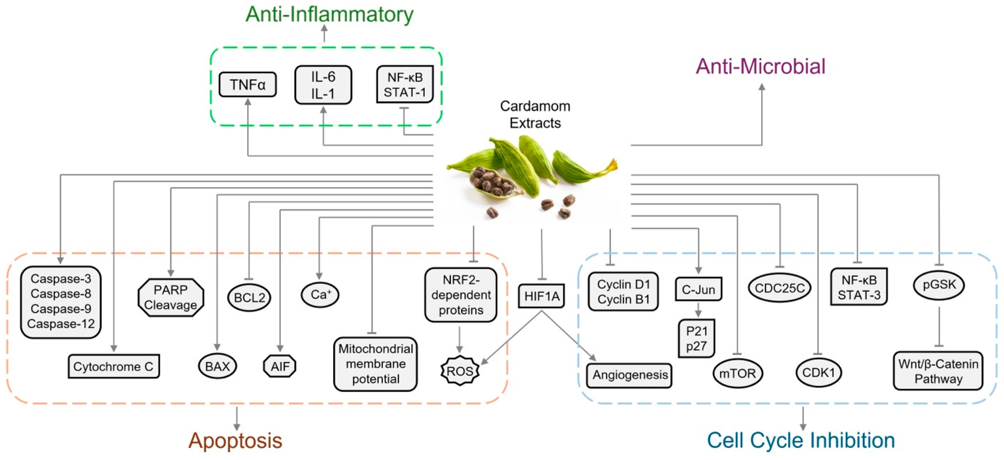 Biomolecules 14 01166 g002 Biomolecules 14 01166 g002