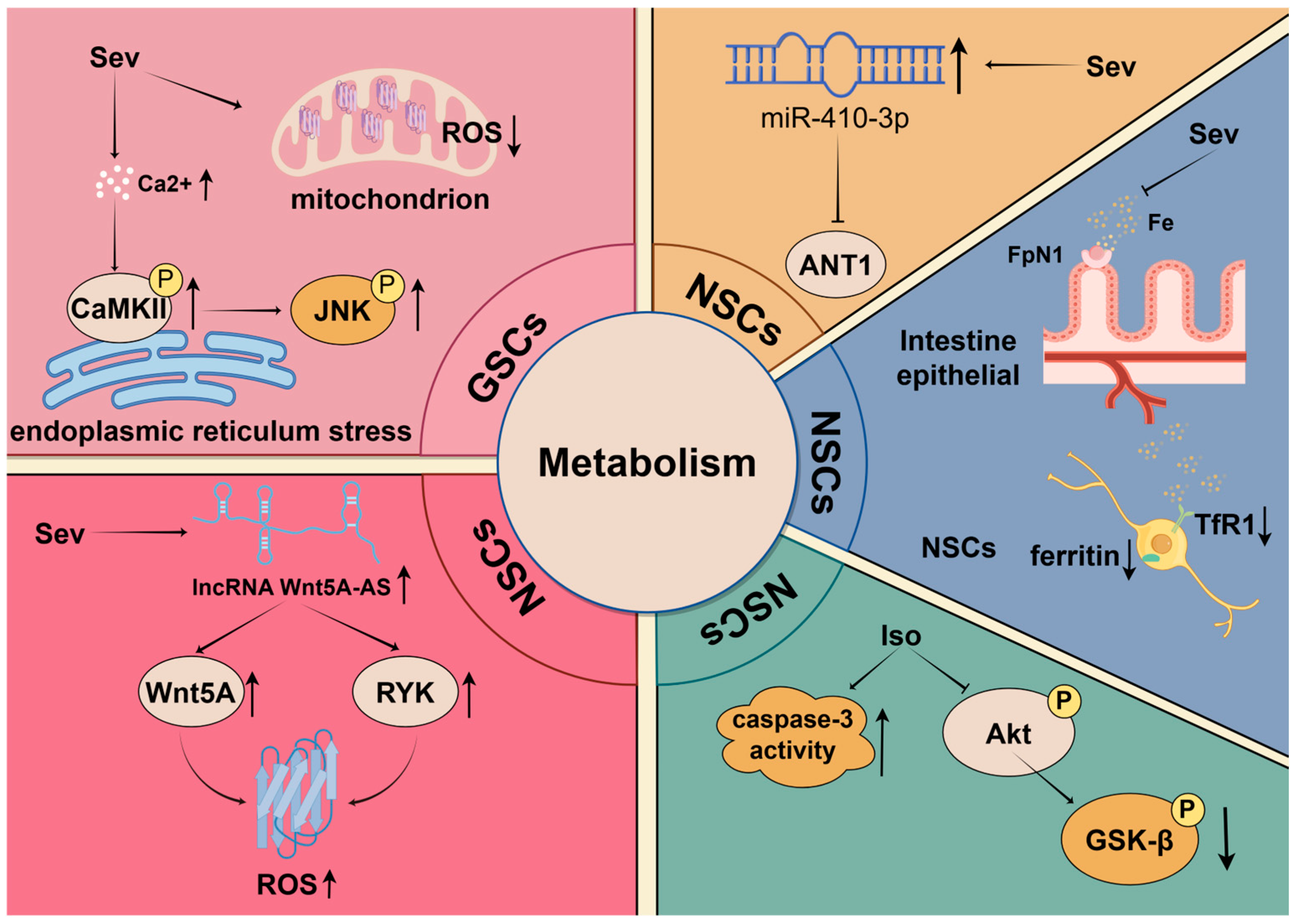 Biomolecules 14 01167 g002 Biomolecules 14 01167 g002