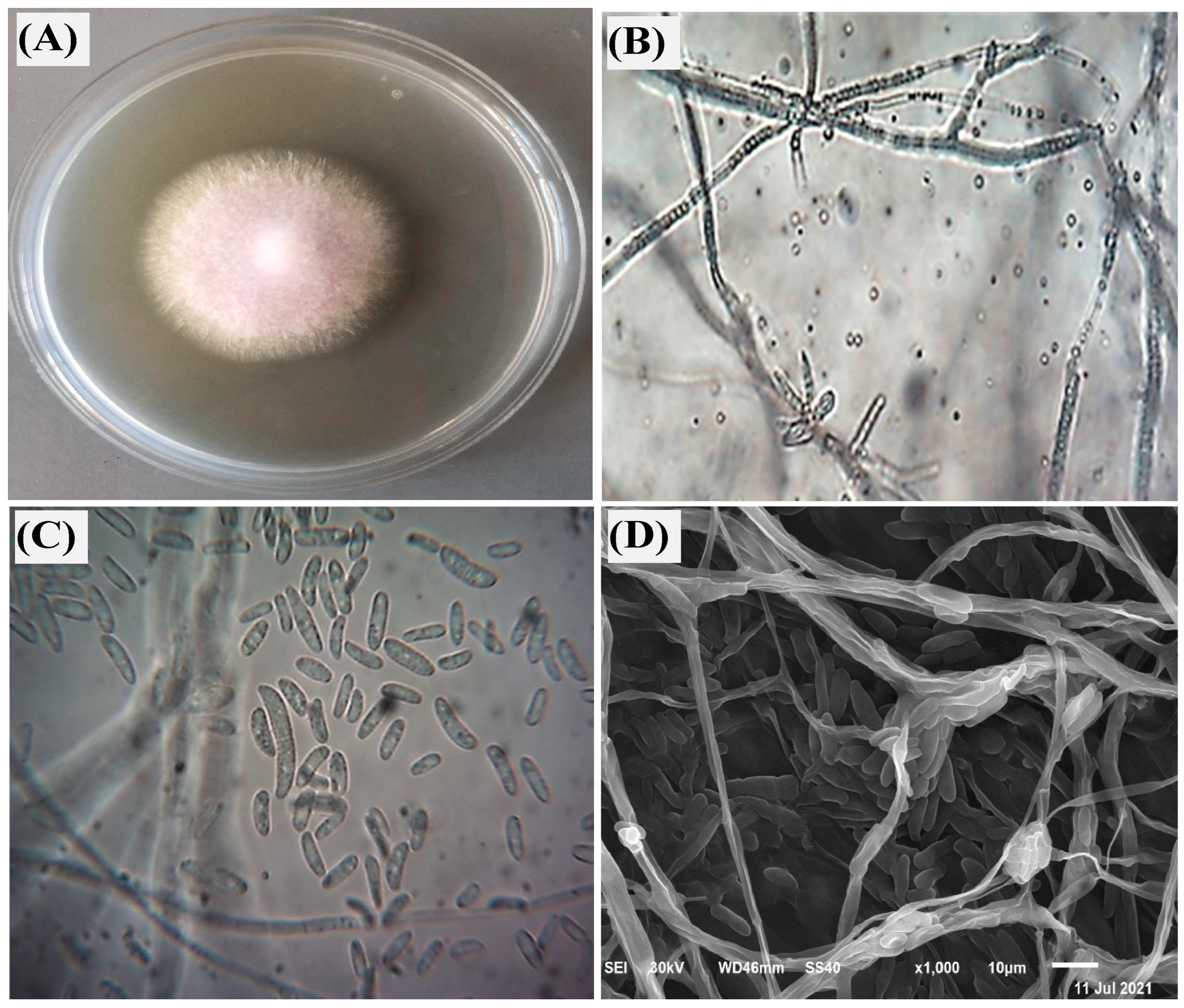 Biomolecules 14 01170 g001