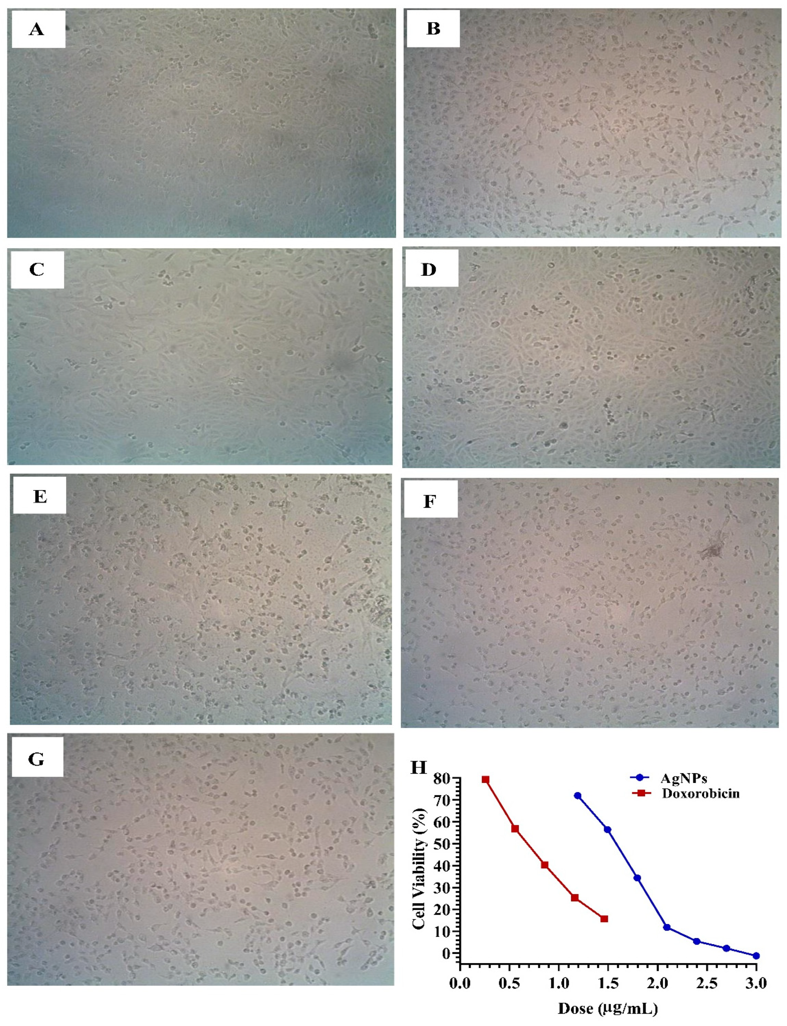 Biomolecules 14 01170 g010