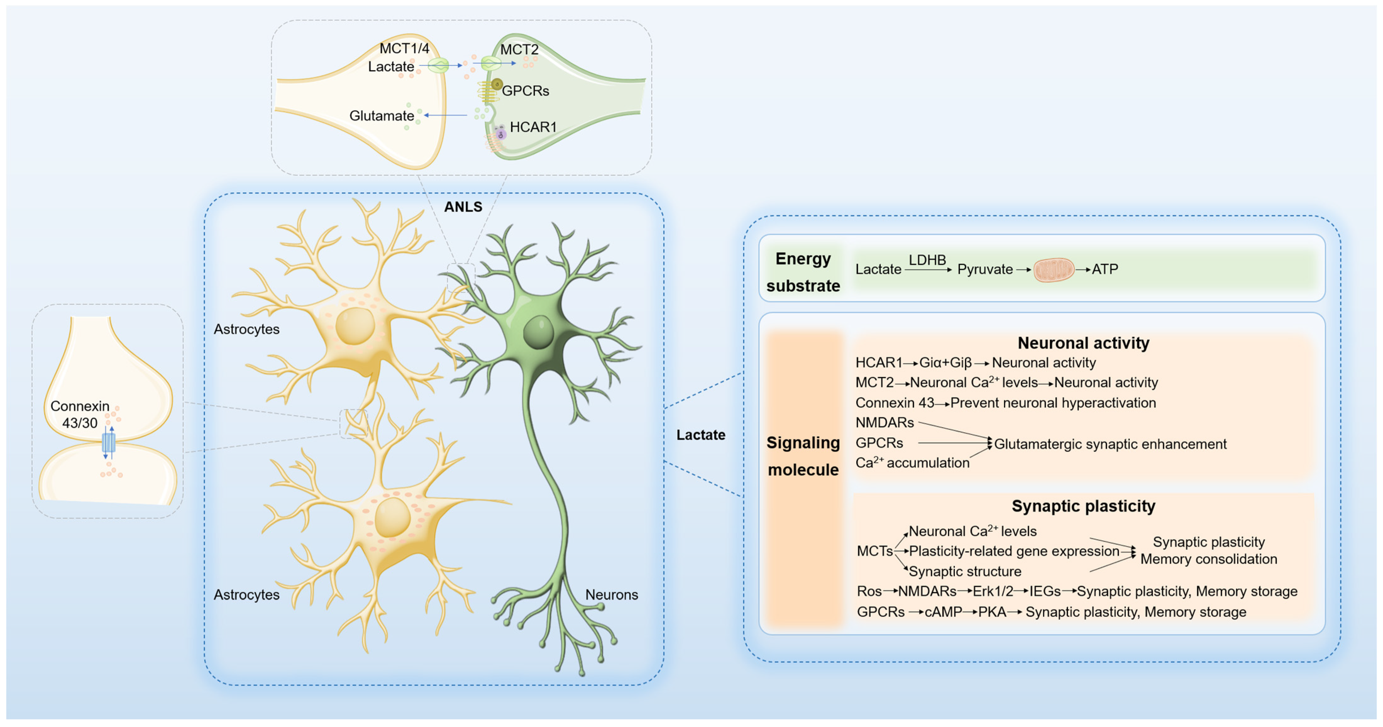 Biomolecules 14 01175 g001