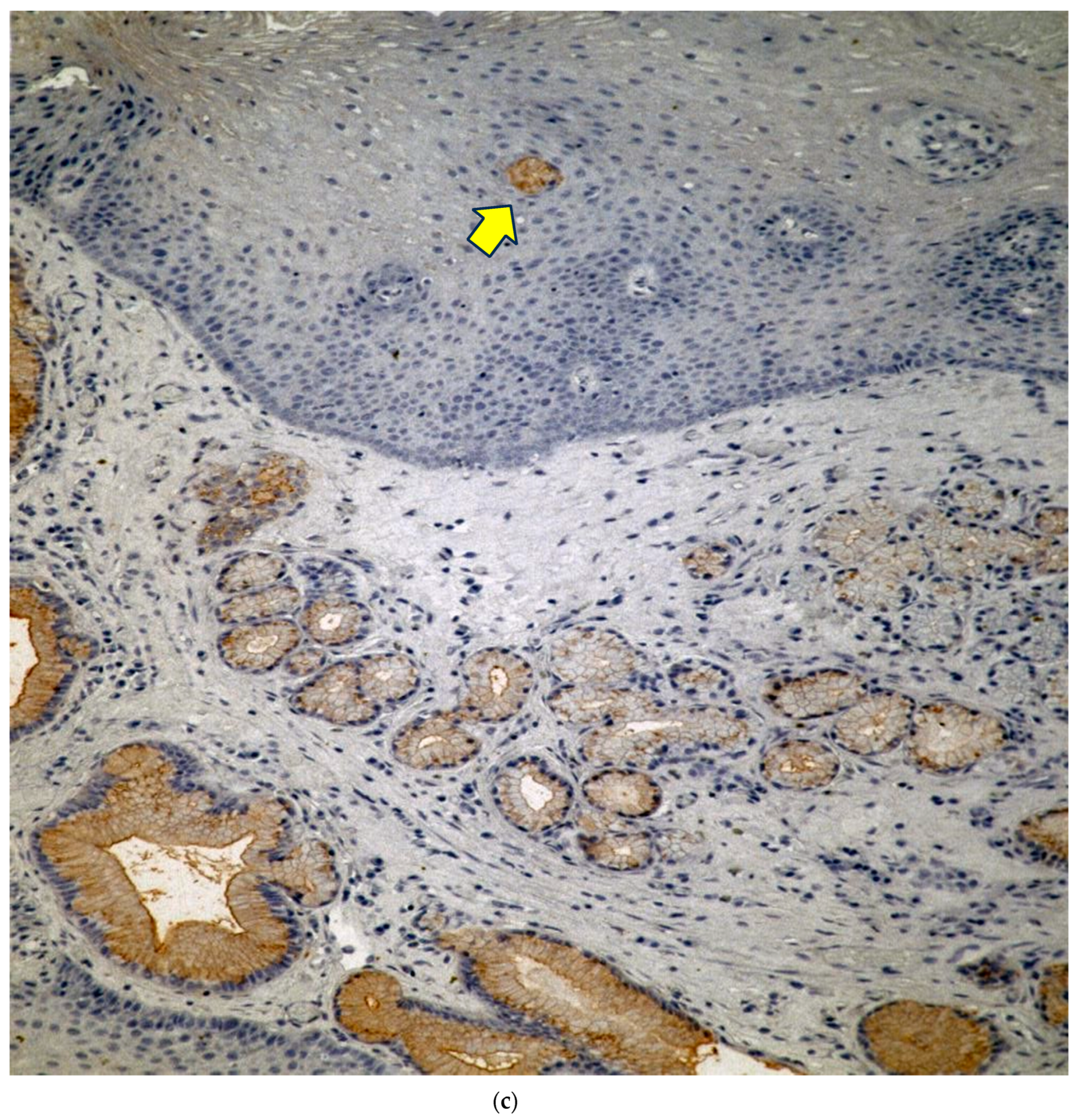 Biomolecules 14 01182 g002c