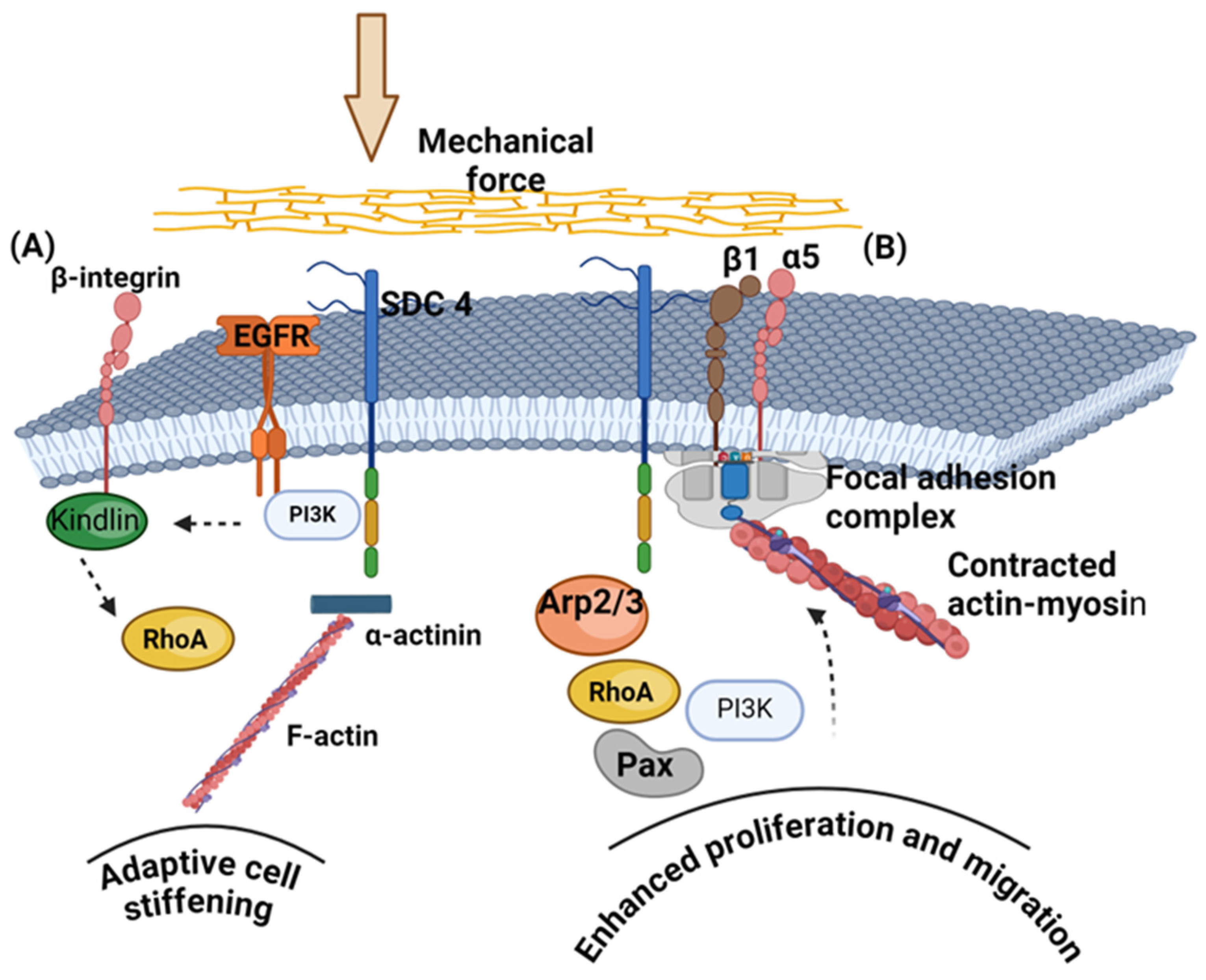 Biomolecules 14 01186 g003