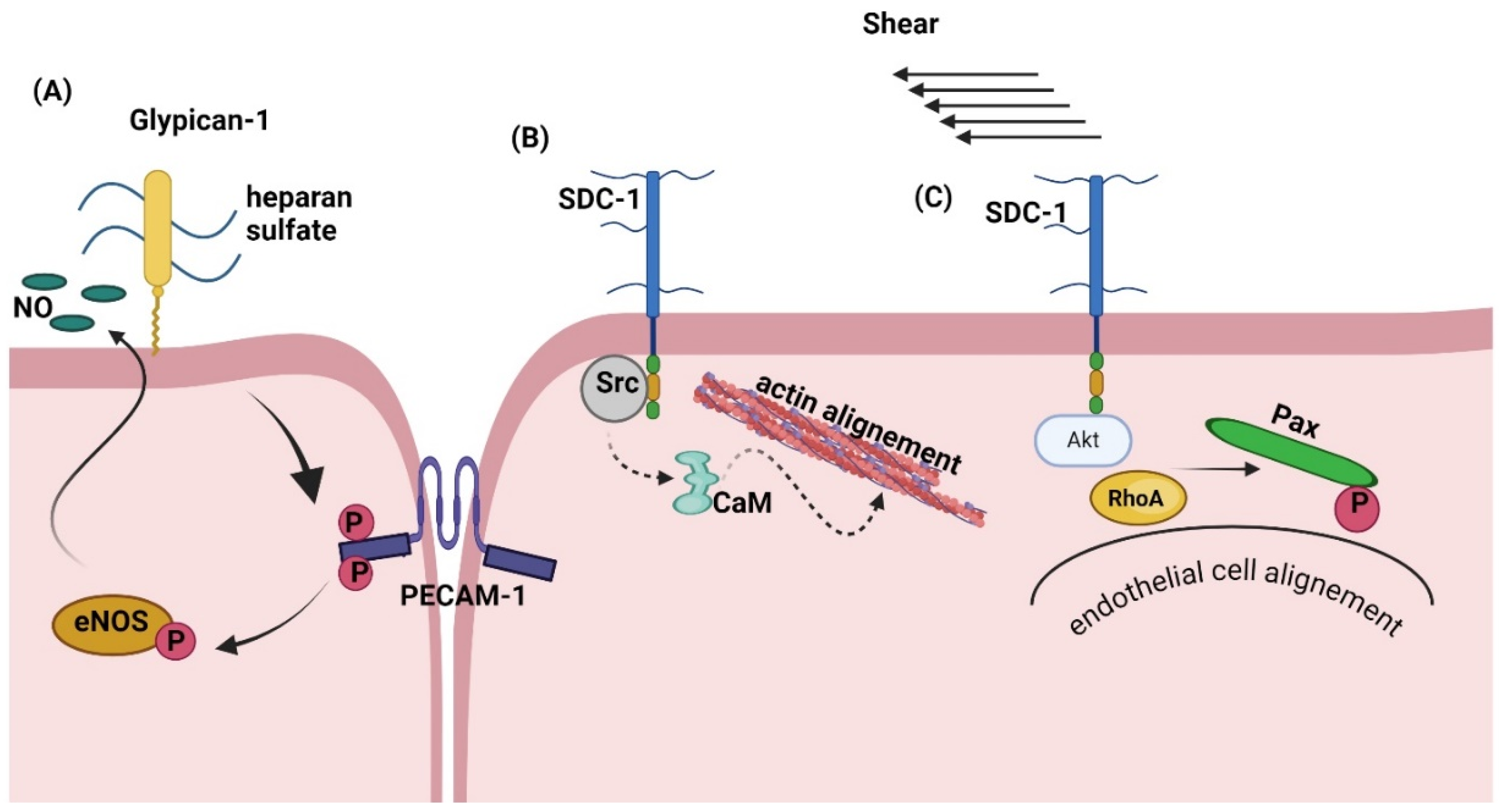 Biomolecules 14 01186 g005