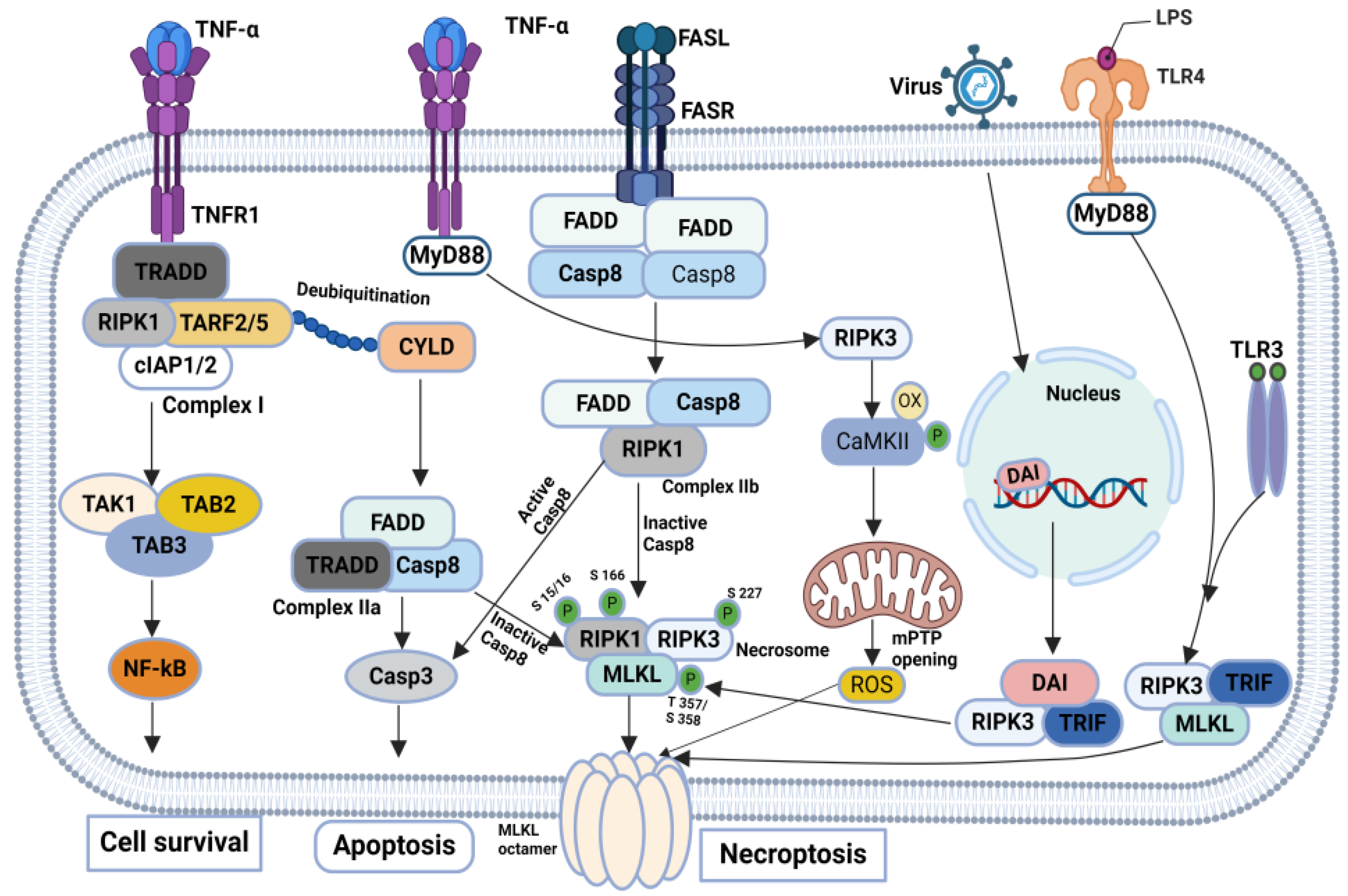 Biomolecules 14 01192 g003