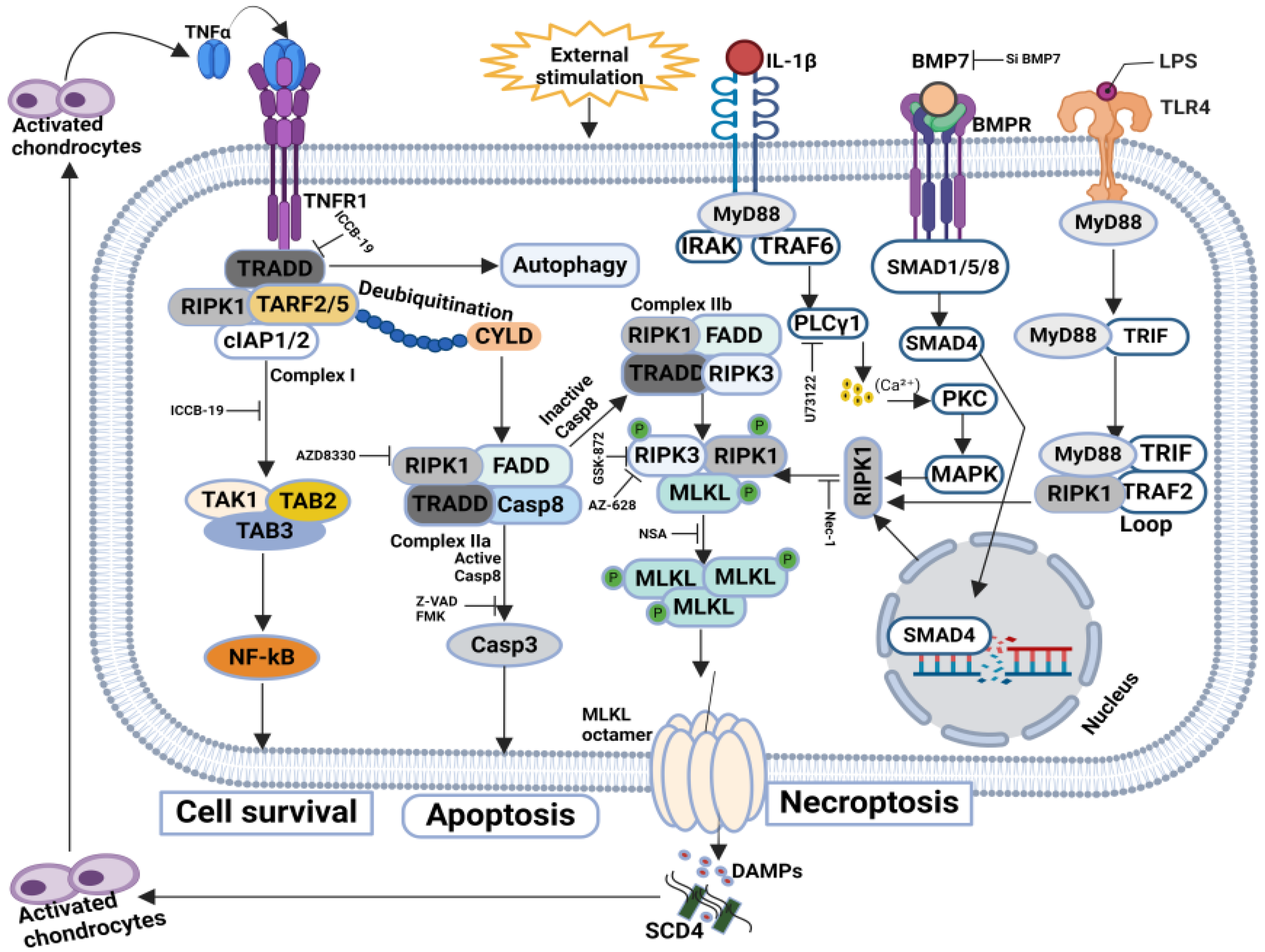 Biomolecules 14 01192 g005