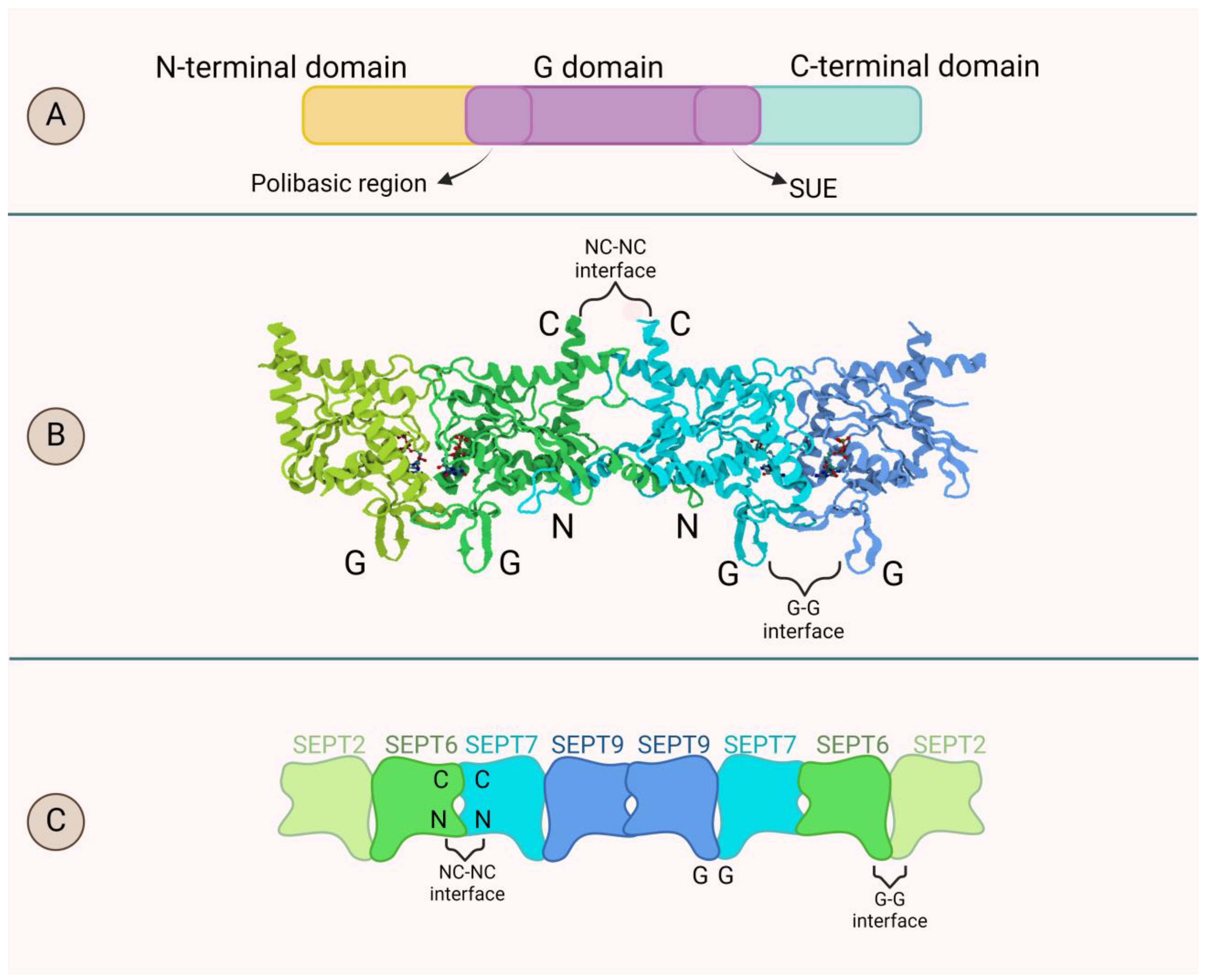 Biomolecules 14 01194 g001 Biomolecules 14 01194 g001