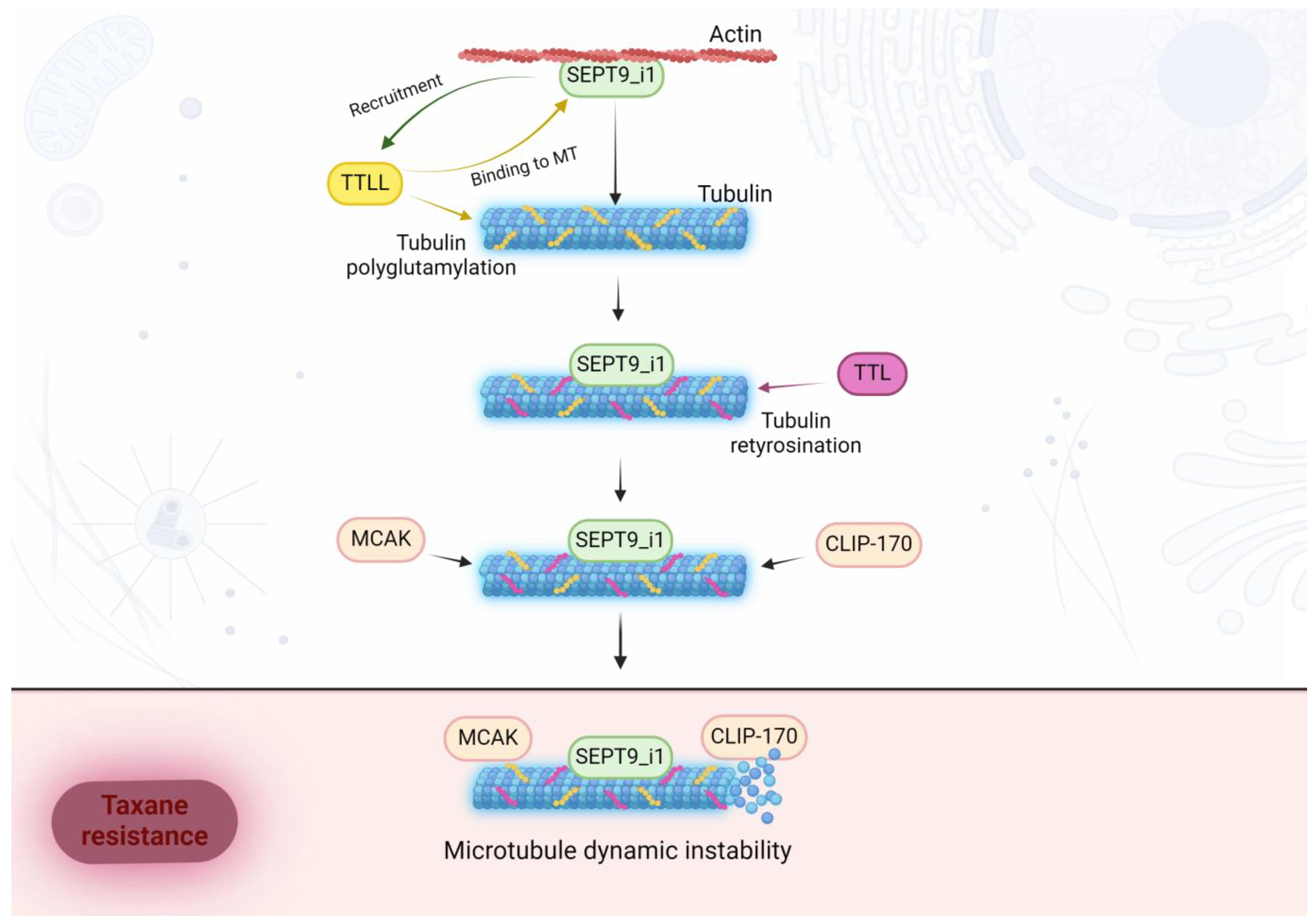 Biomolecules 14 01194 g005 Biomolecules 14 01194 g005