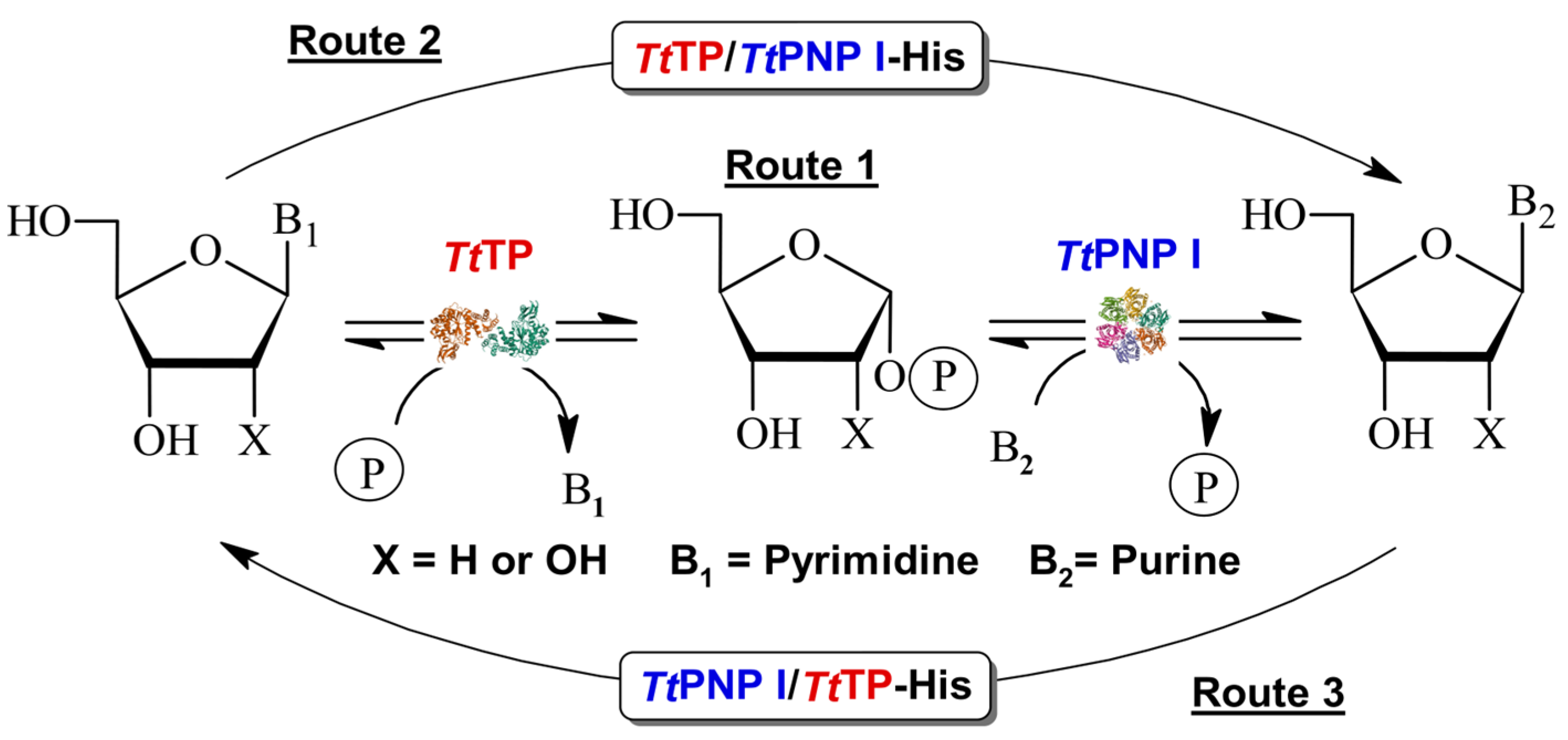 Biomolecules 14 01196 g001