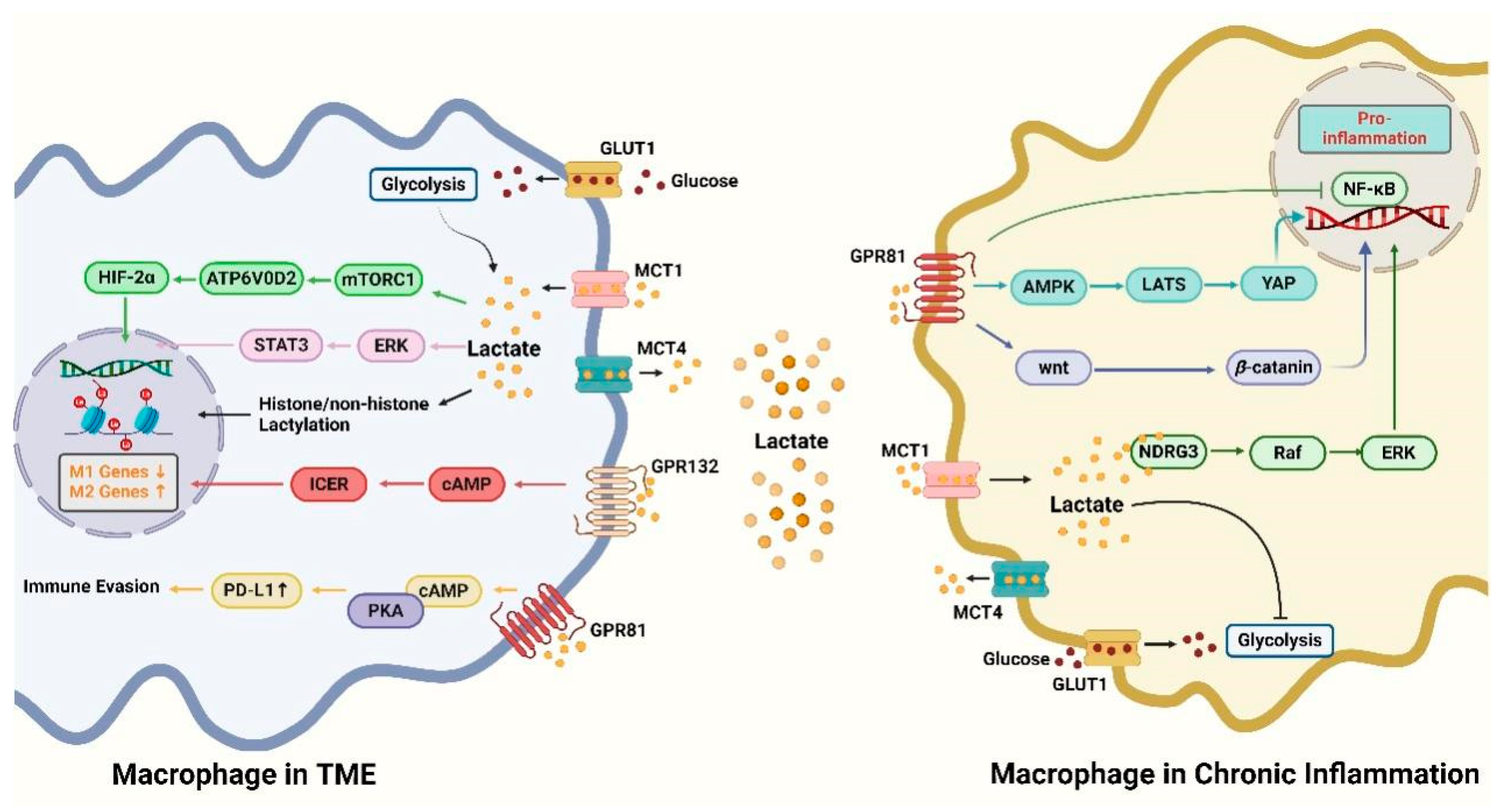 Biomolecules 14 01202 g001