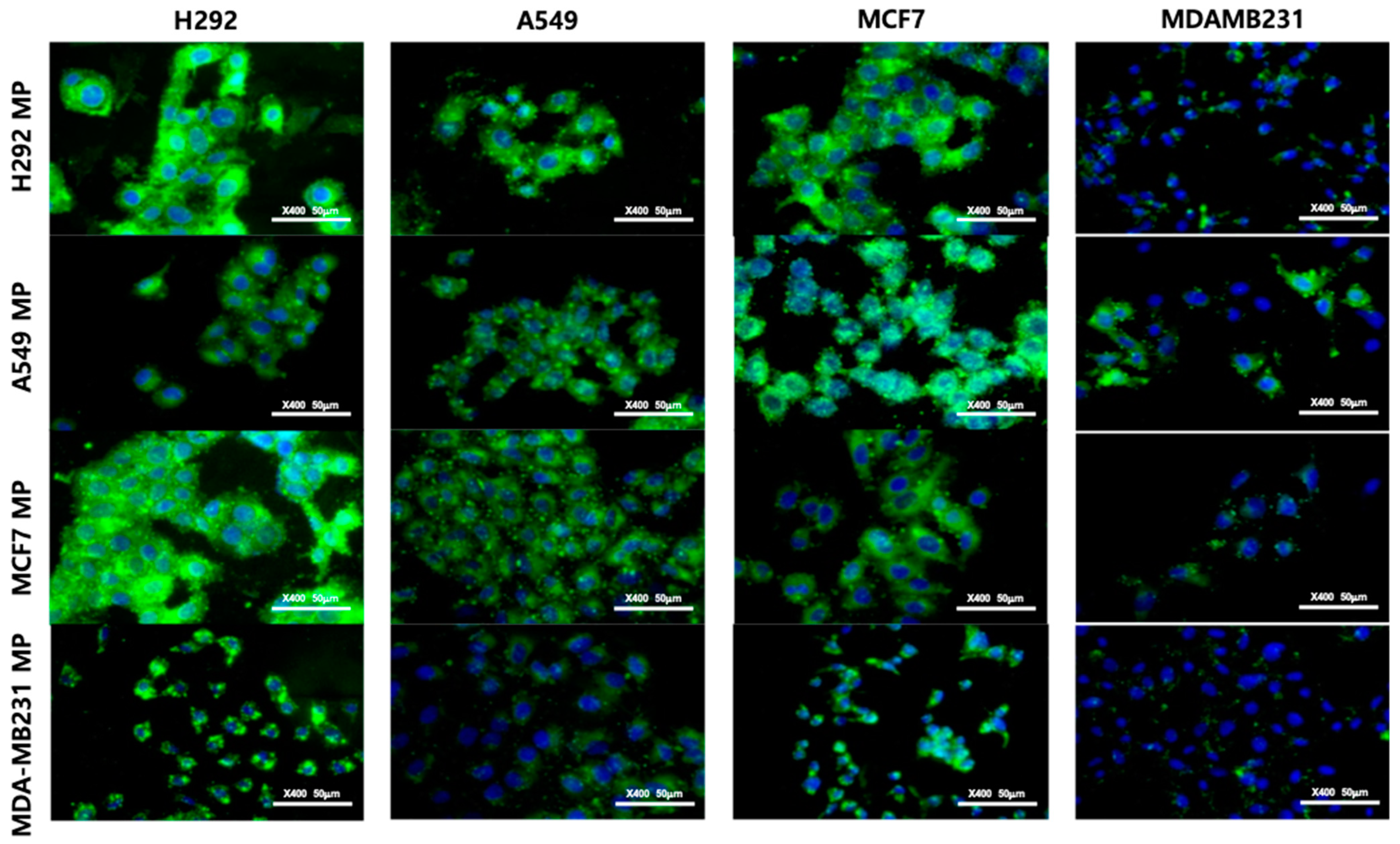 Biomolecules 14 01212 g005