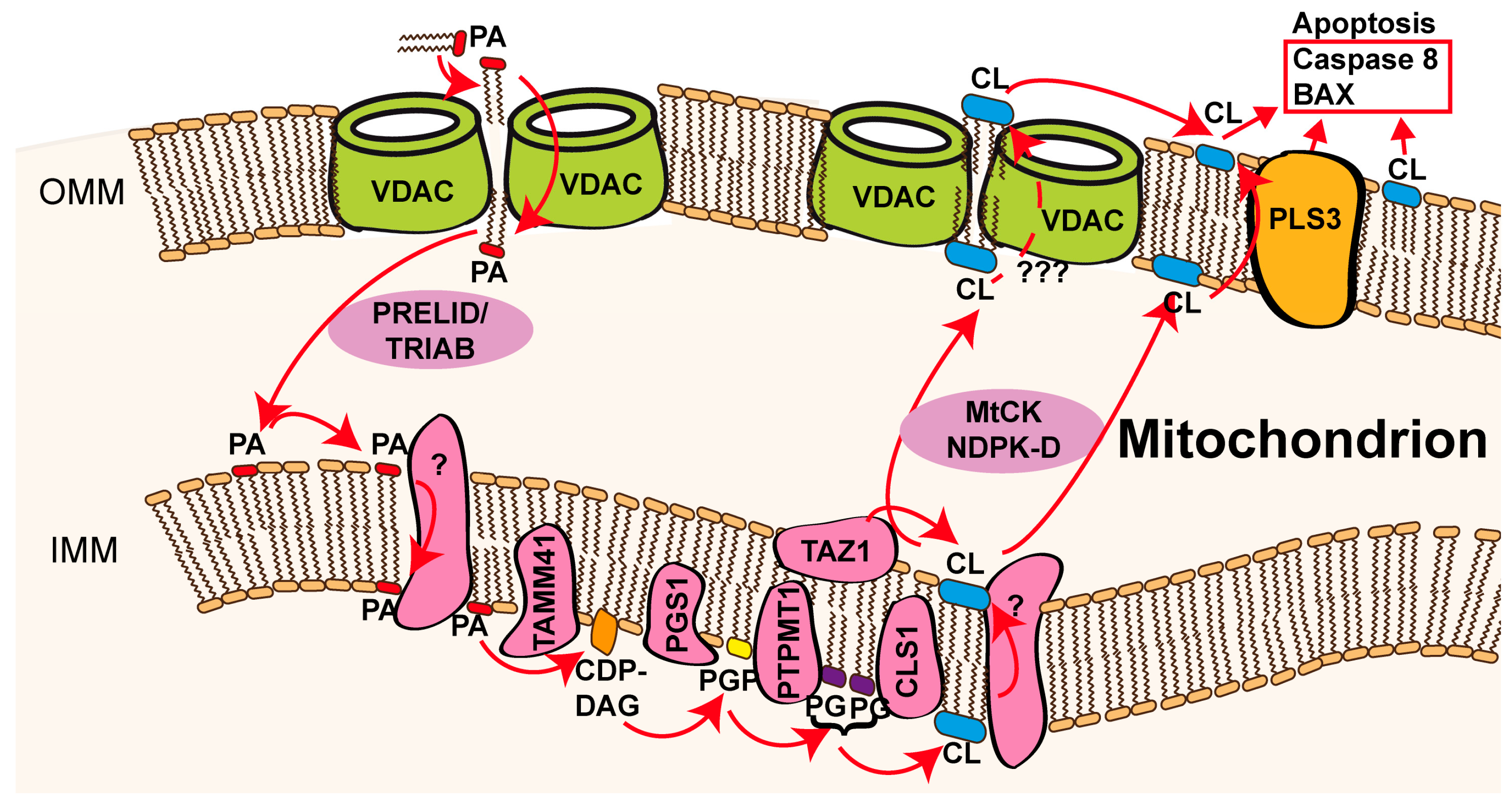 Biomolecules 14 01218 g003