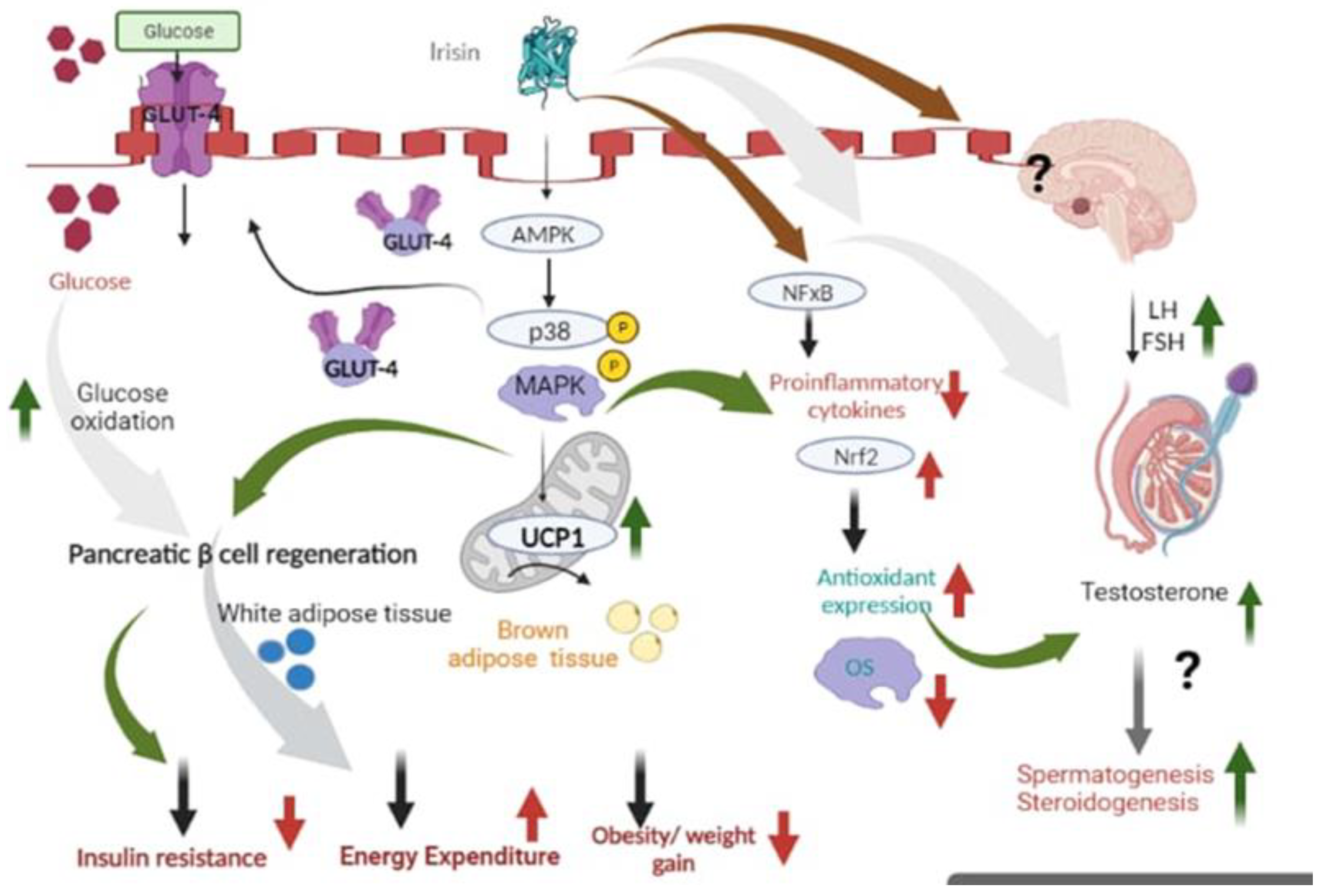 Biomolecules 14 01222 g004 Biomolecules 14 01222 g004