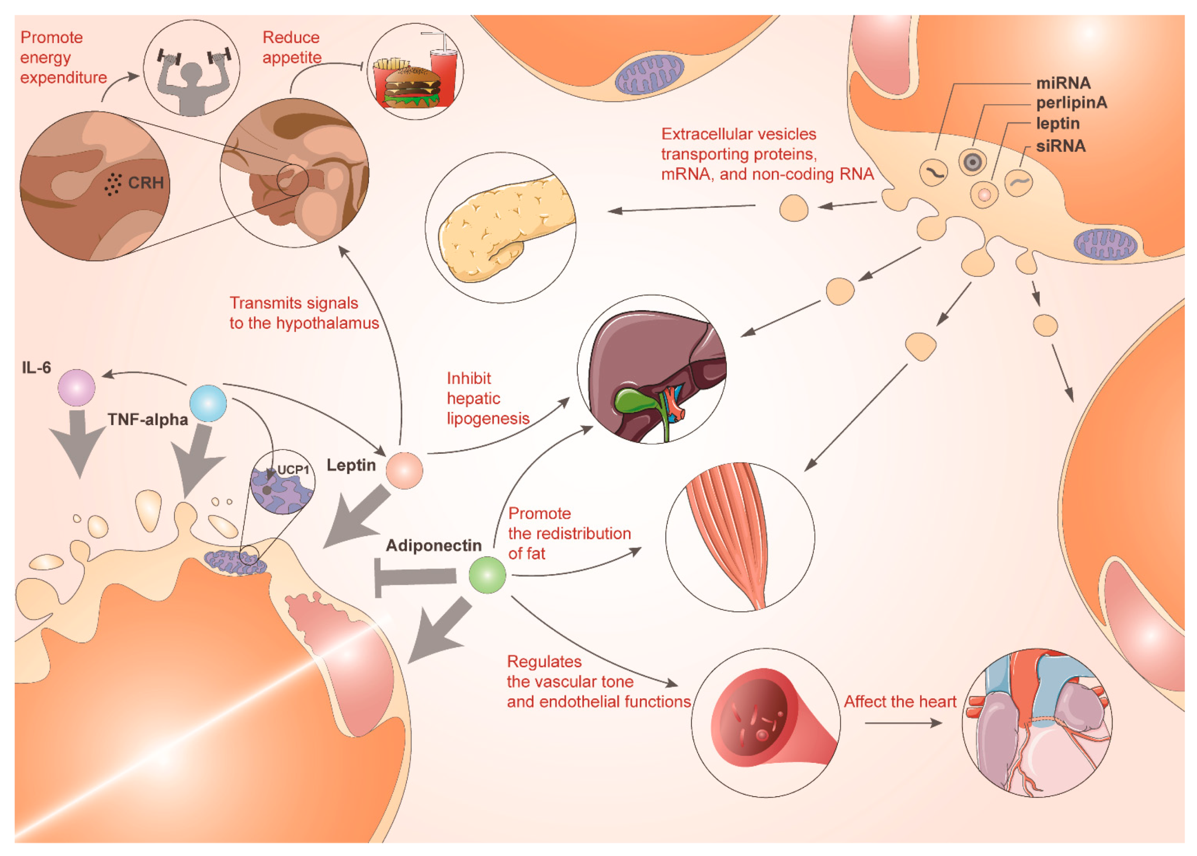 Biomolecules 14 01223 g004 Biomolecules 14 01223 g004