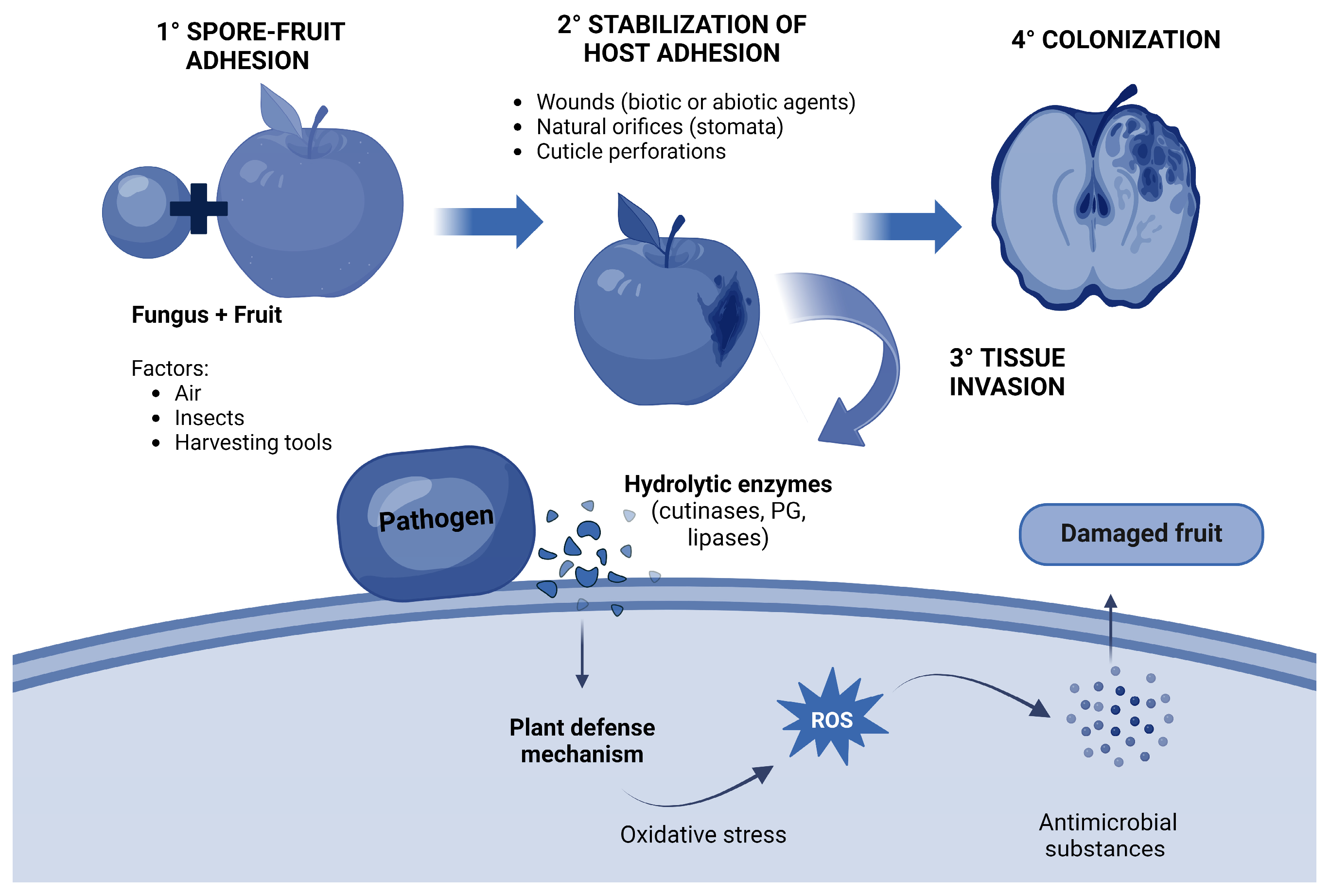 Biomolecules 14 01224 g001