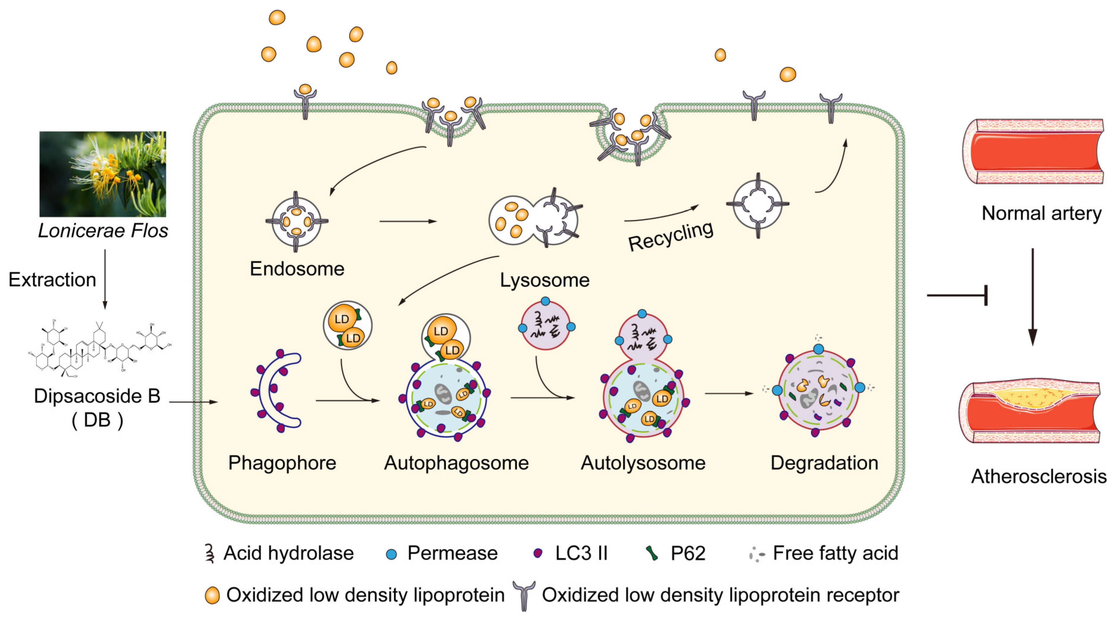Biomolecules 14 01226 g008
