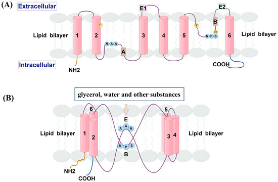 The Important Role of Aquaglyceroporin 7 in Health and Disease