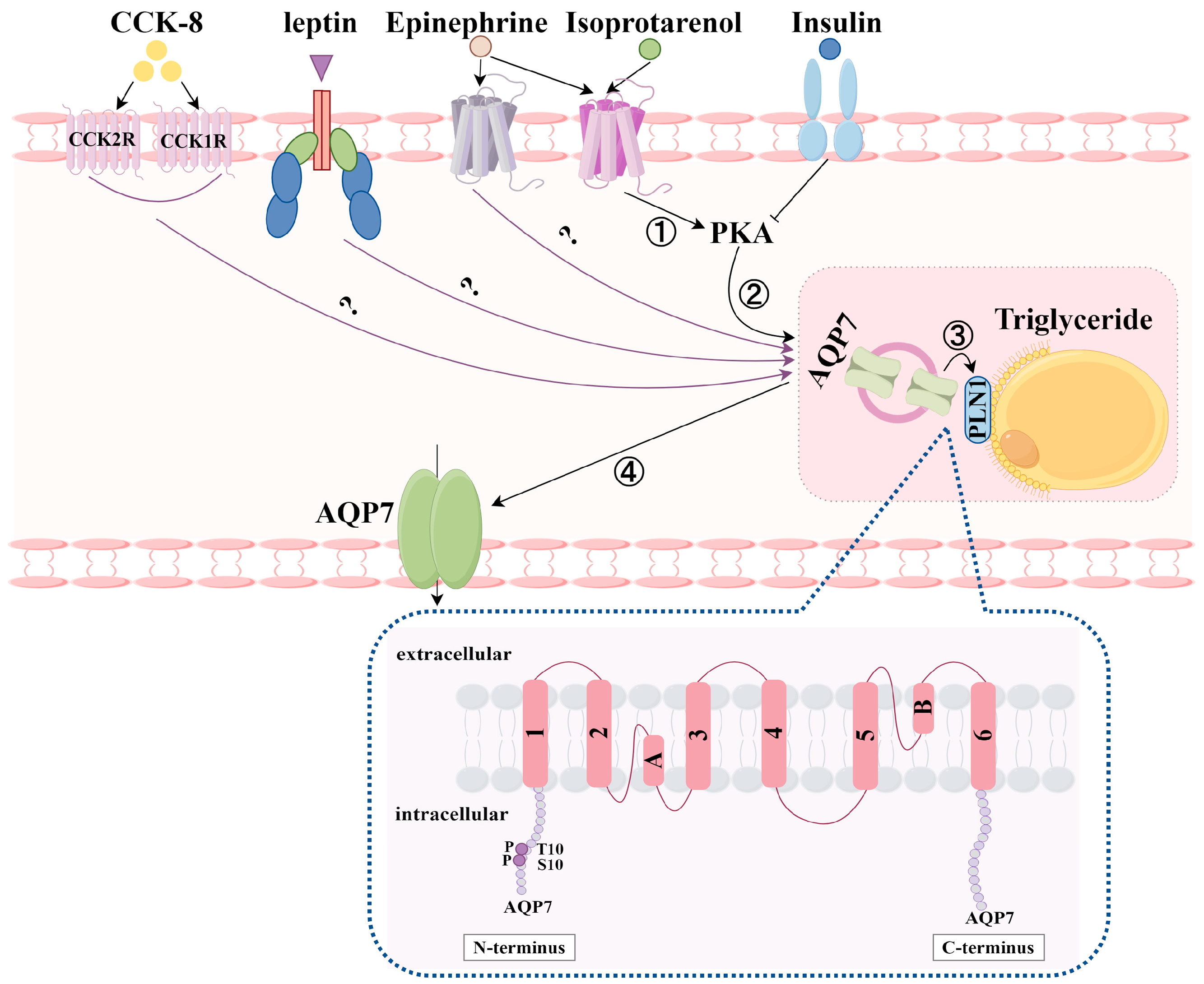 Biomolecules 14 01228 g006 Biomolecules 14 01228 g006