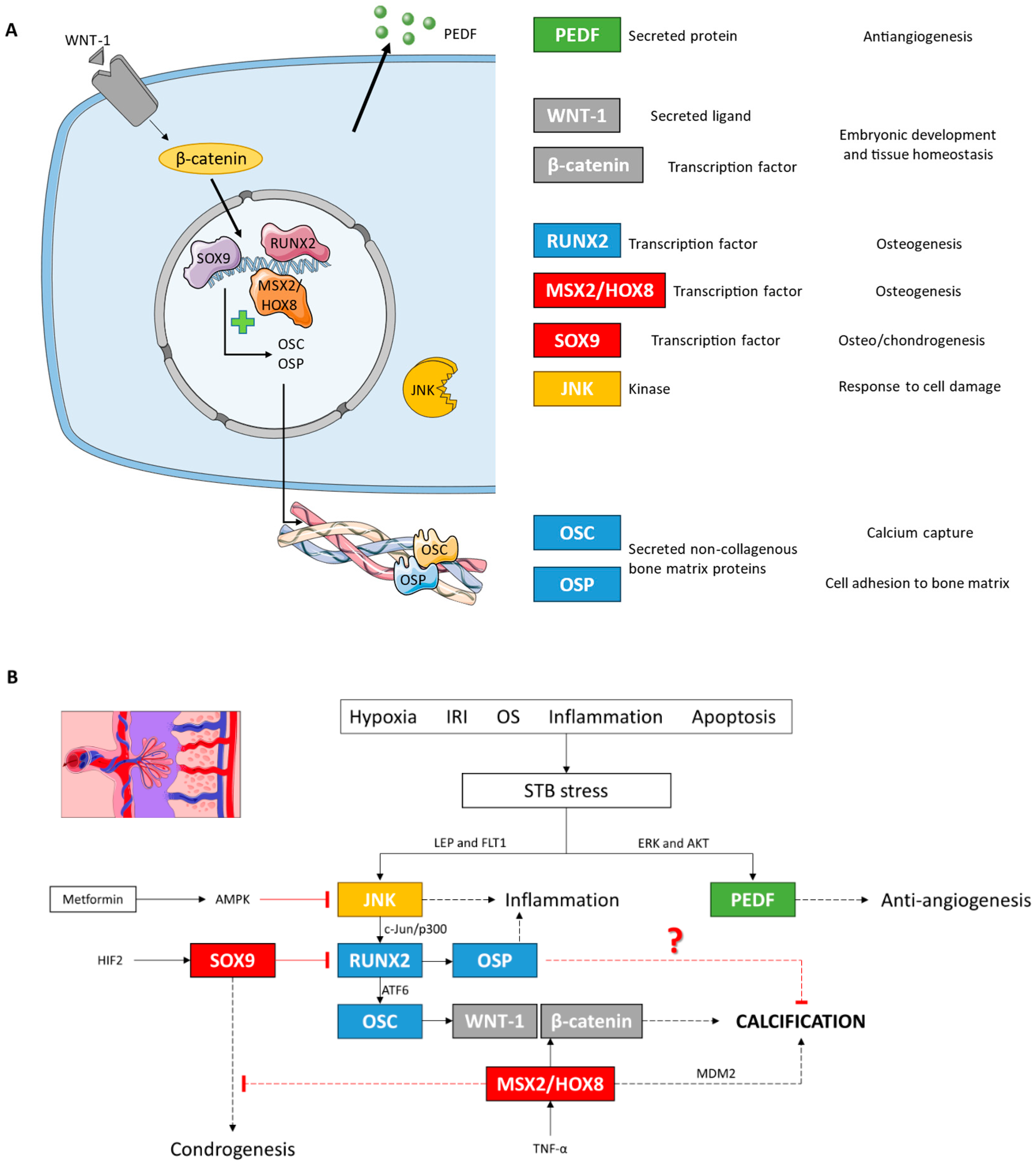 Biomolecules 14 01237 g011