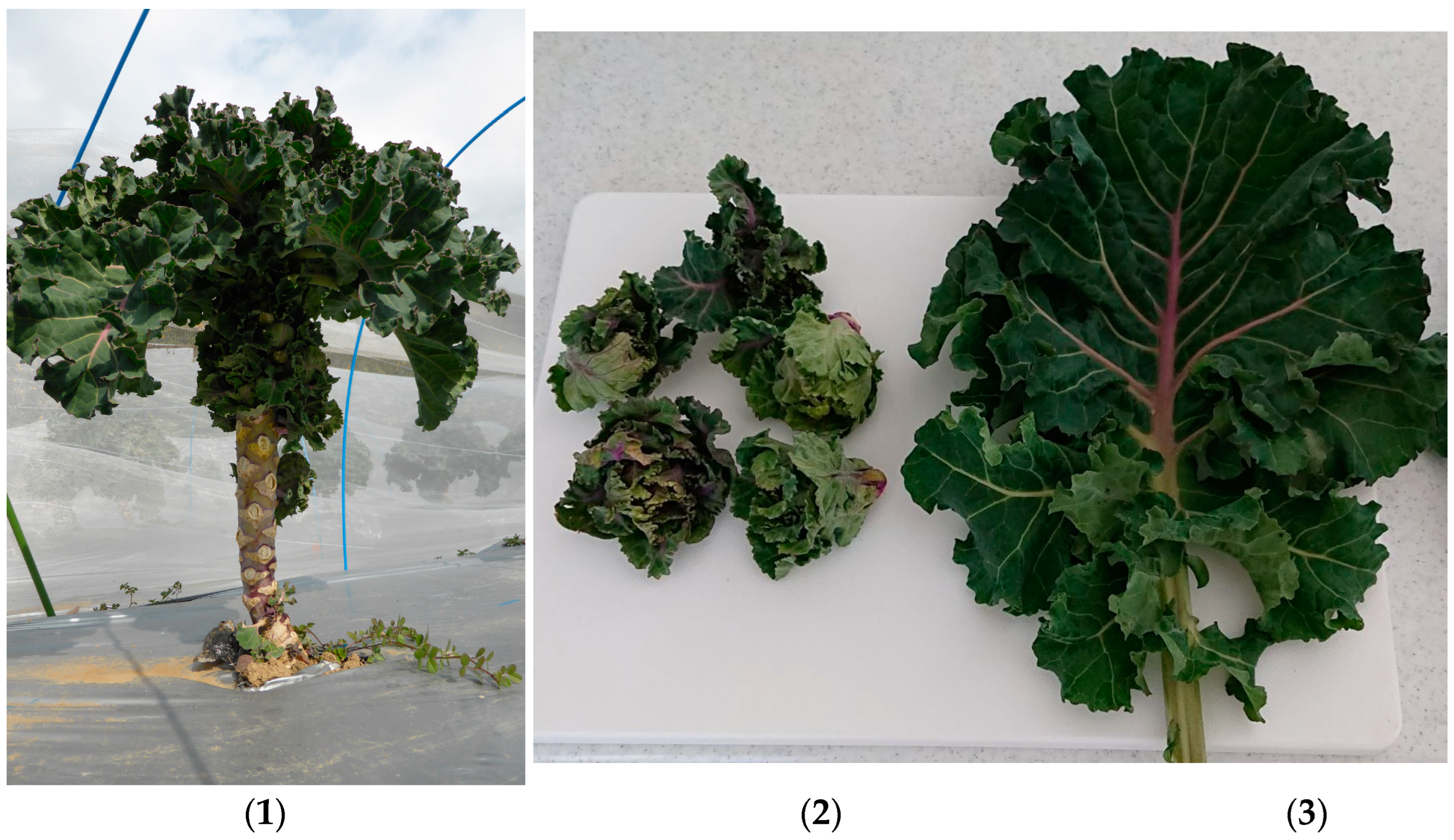 Biomolecules 14 01246 g001 Biomolecules 14 01246 g001