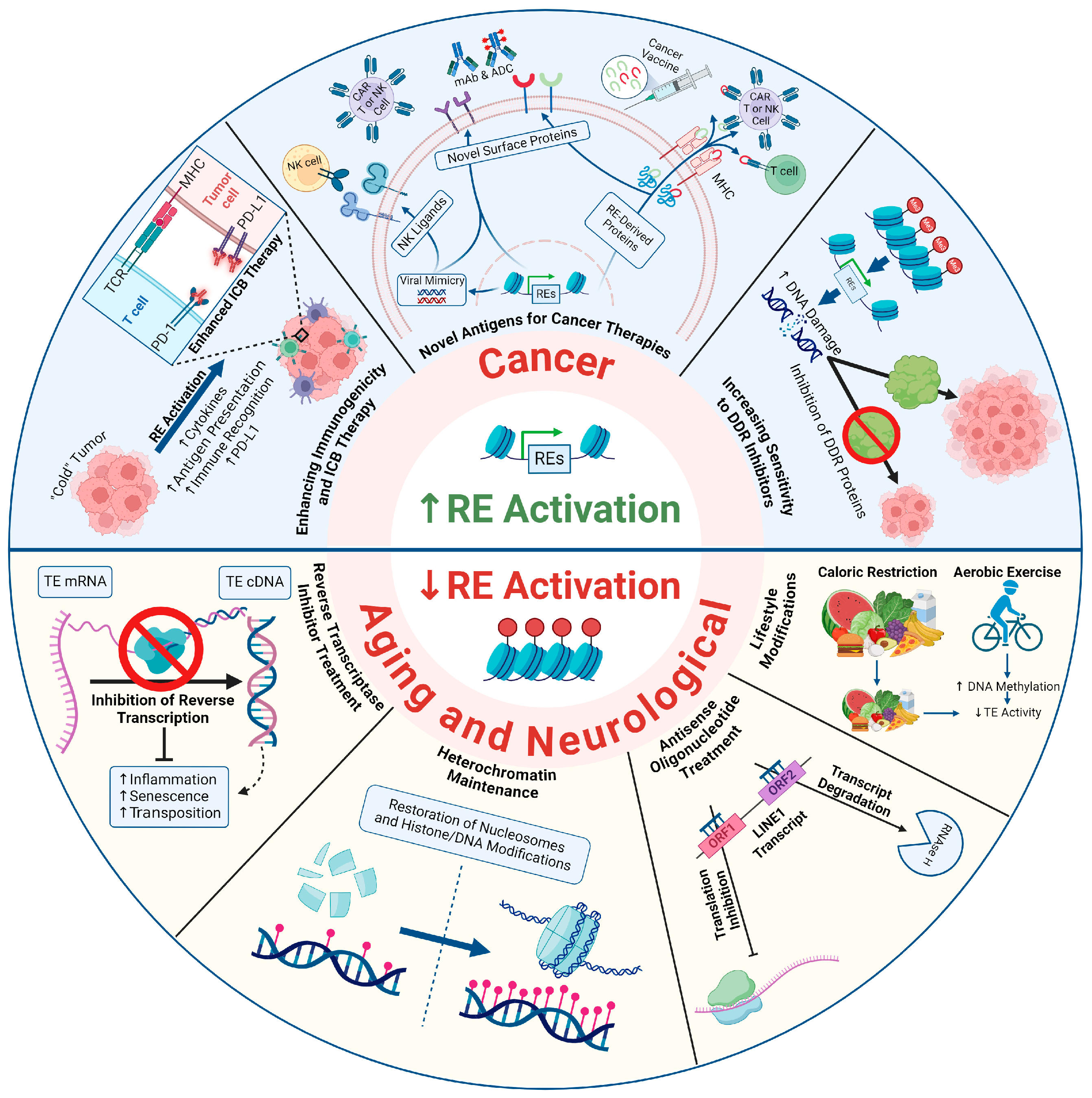 Biomolecules 14 01250 g003 Biomolecules 14 01250 g003