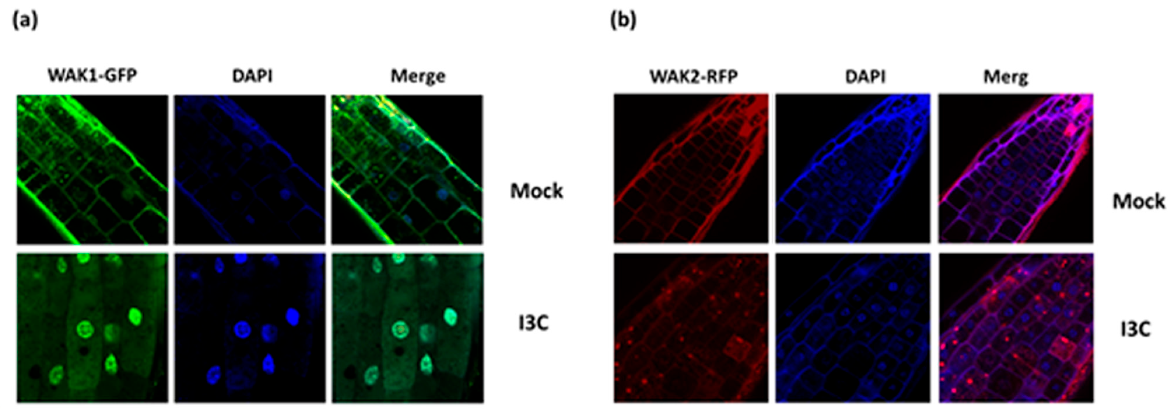 Biomolecules 14 01253 g013