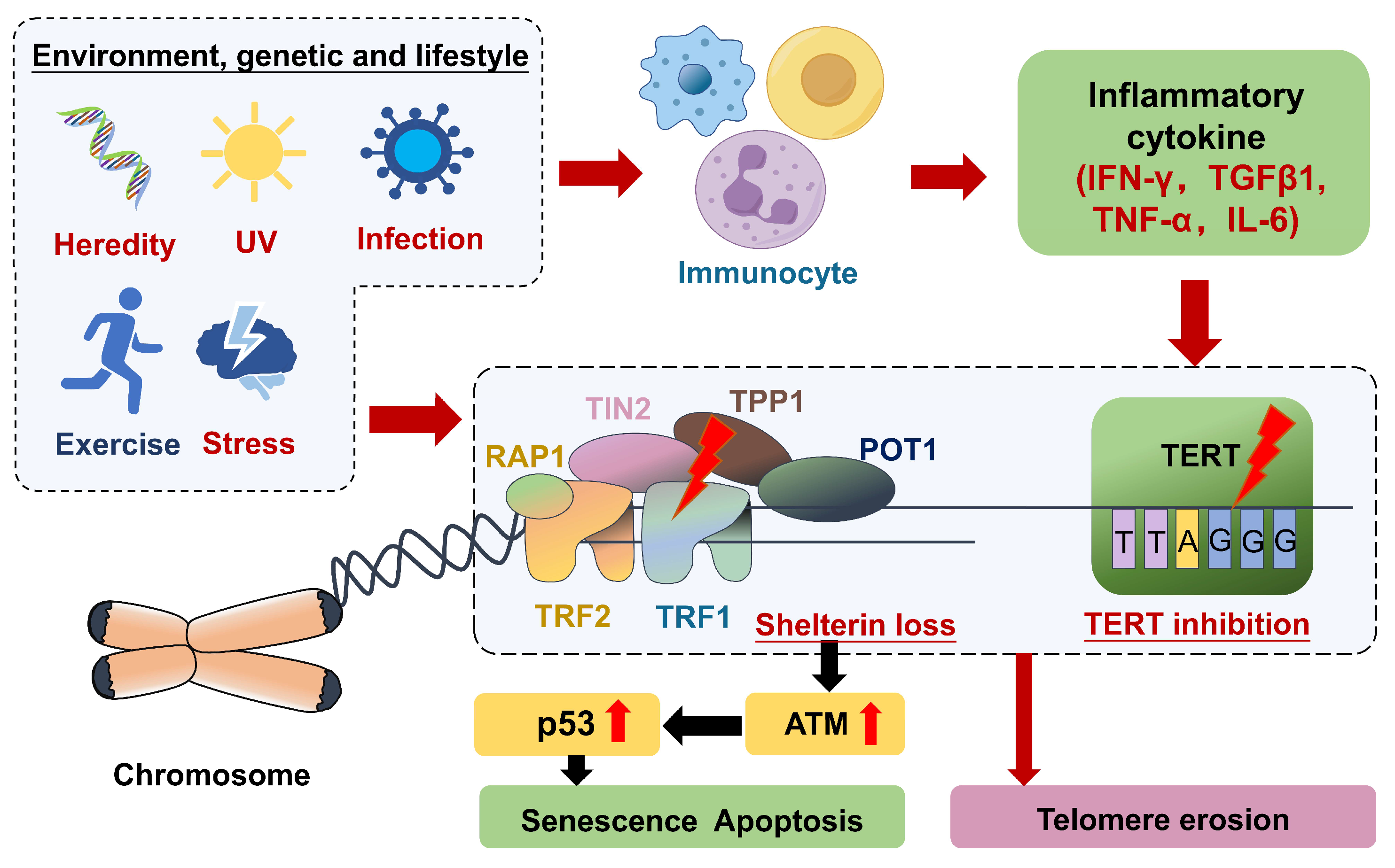 Biomolecules 14 01261 g001 Biomolecules 14 01261 g001